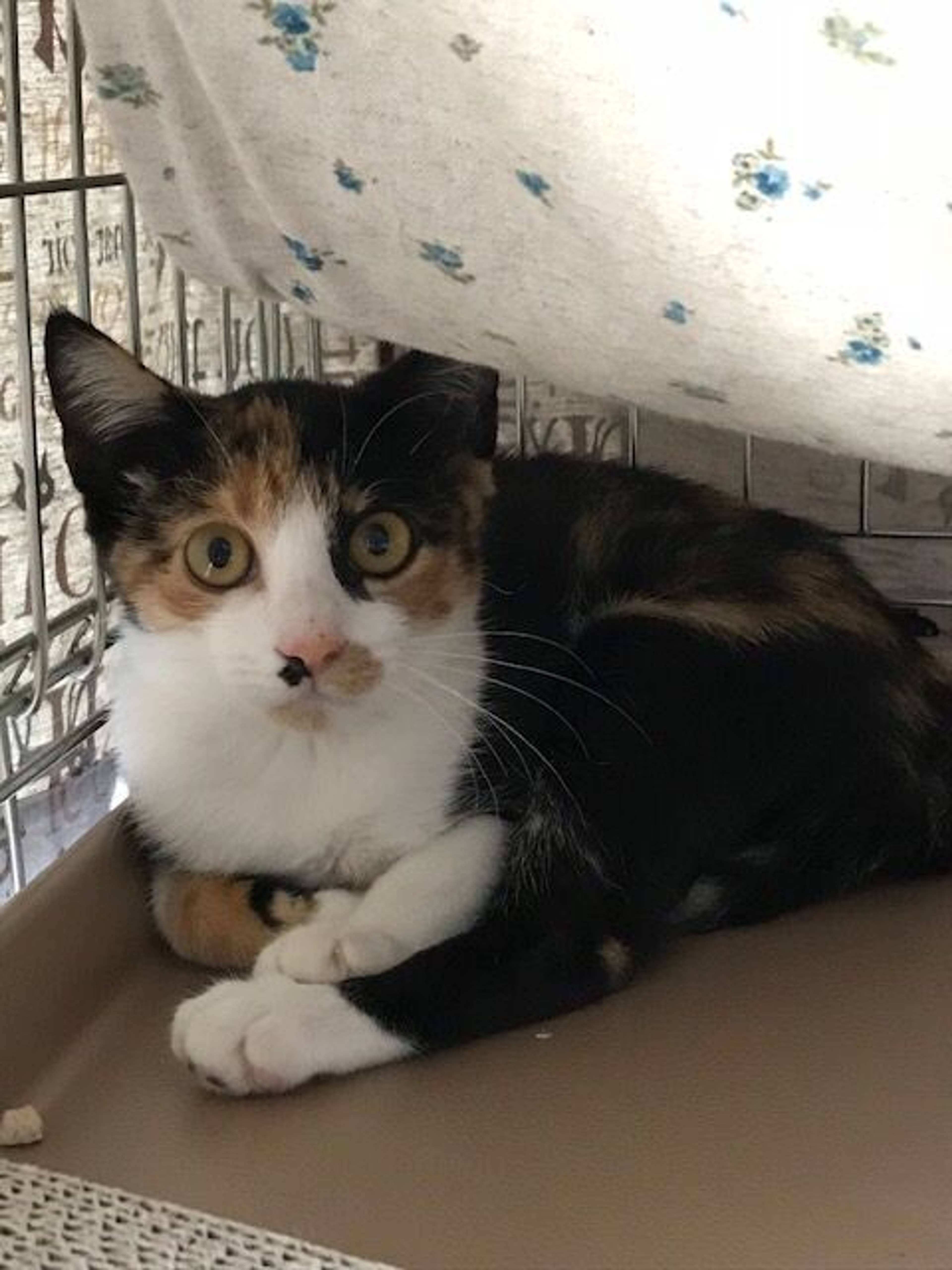 雑種（ミックス猫）・メスの里親募集の写真