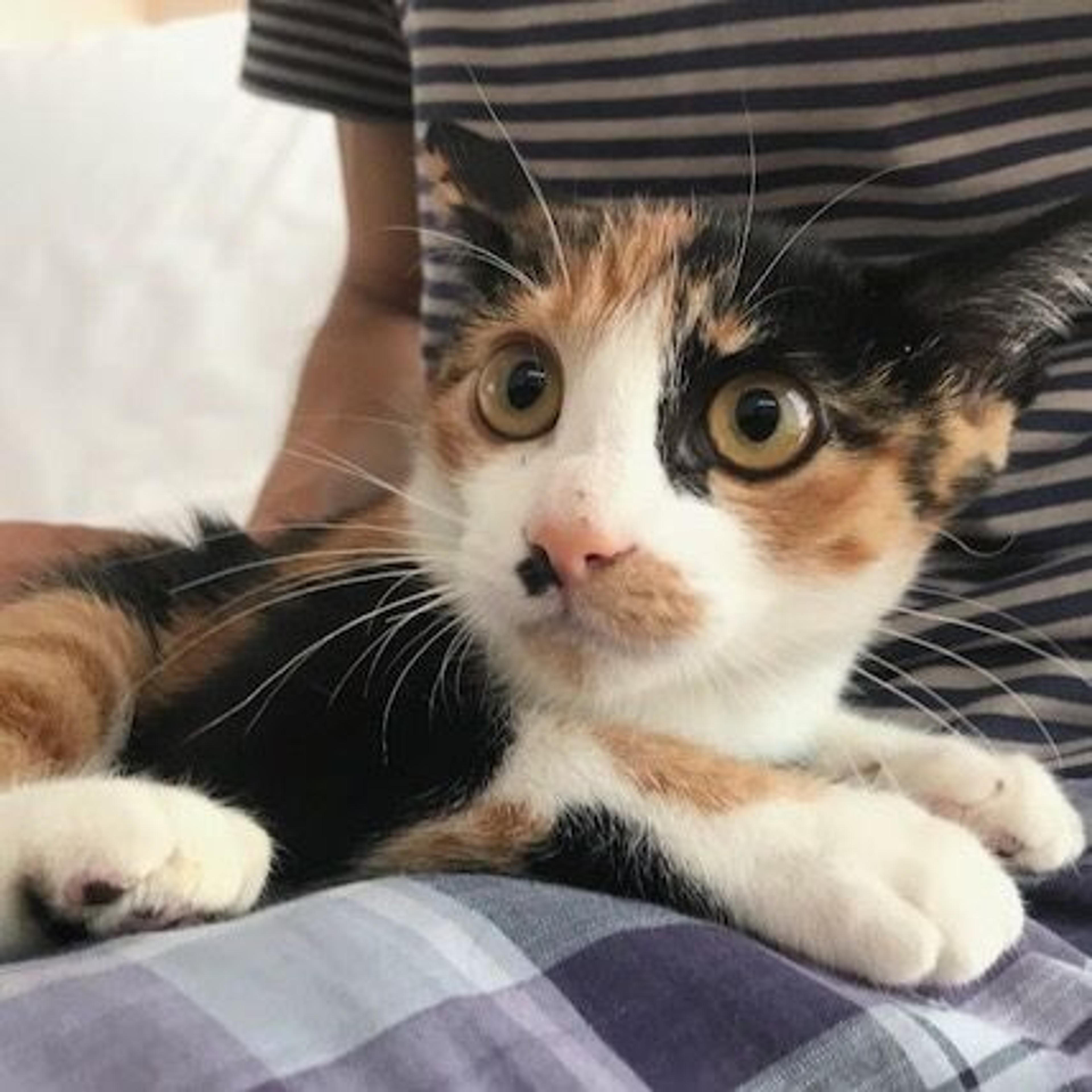 pet-image-3