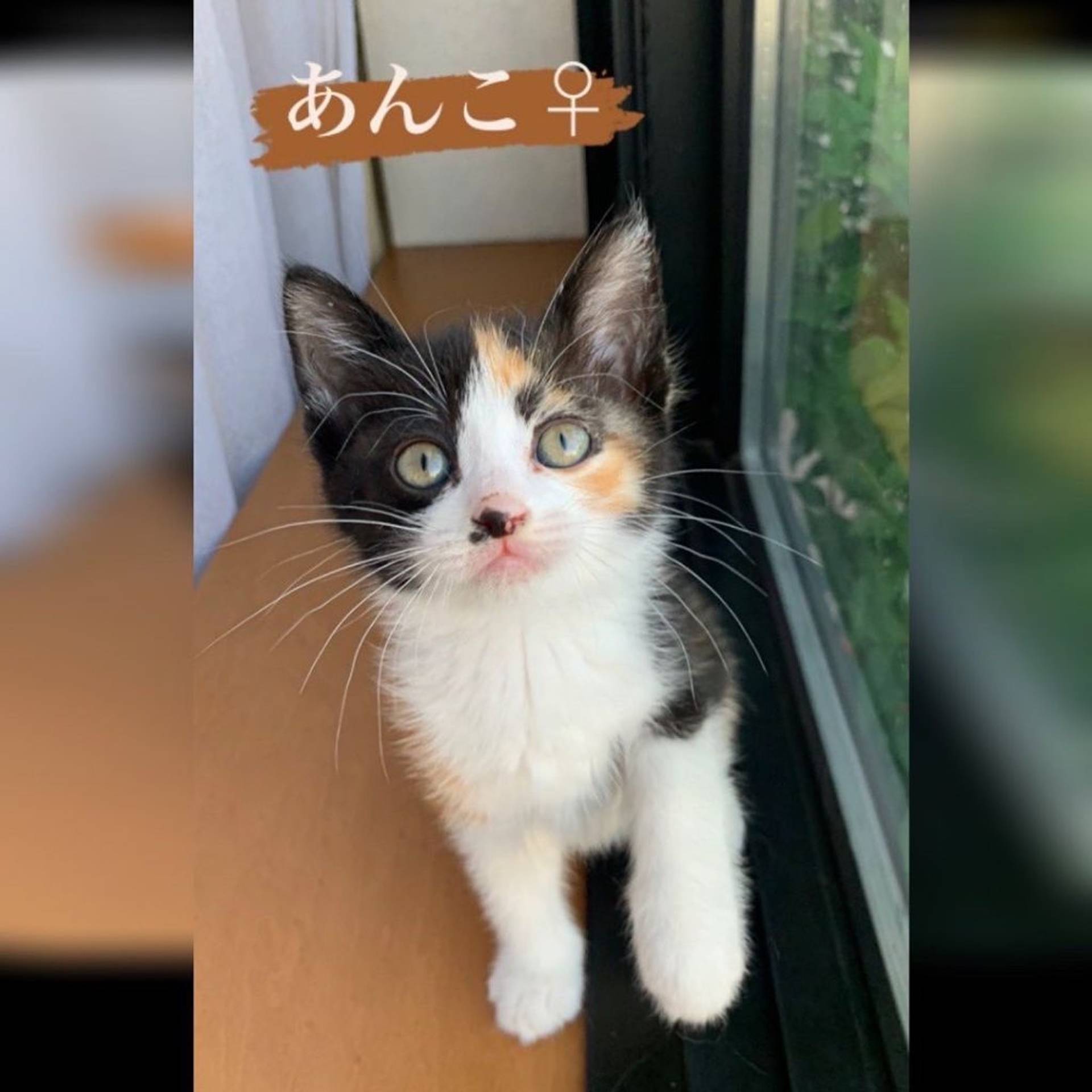 雑種（ミックス猫）・メスの里親募集の写真