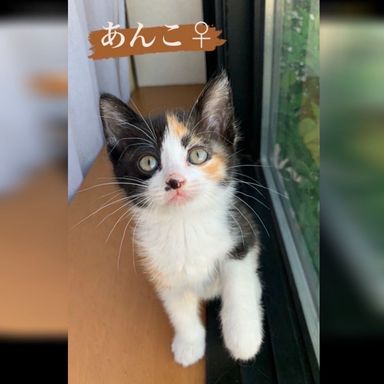 あんこの写真