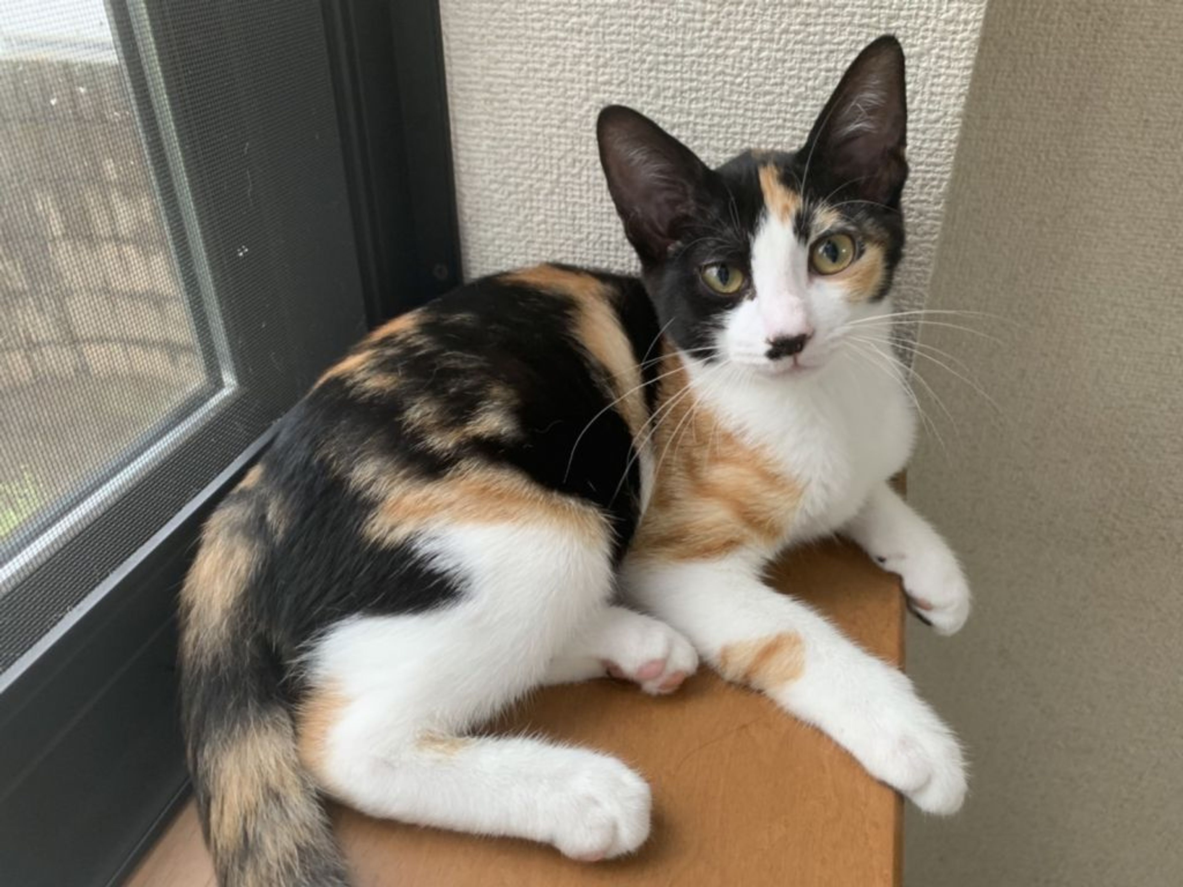 pet-image-3
