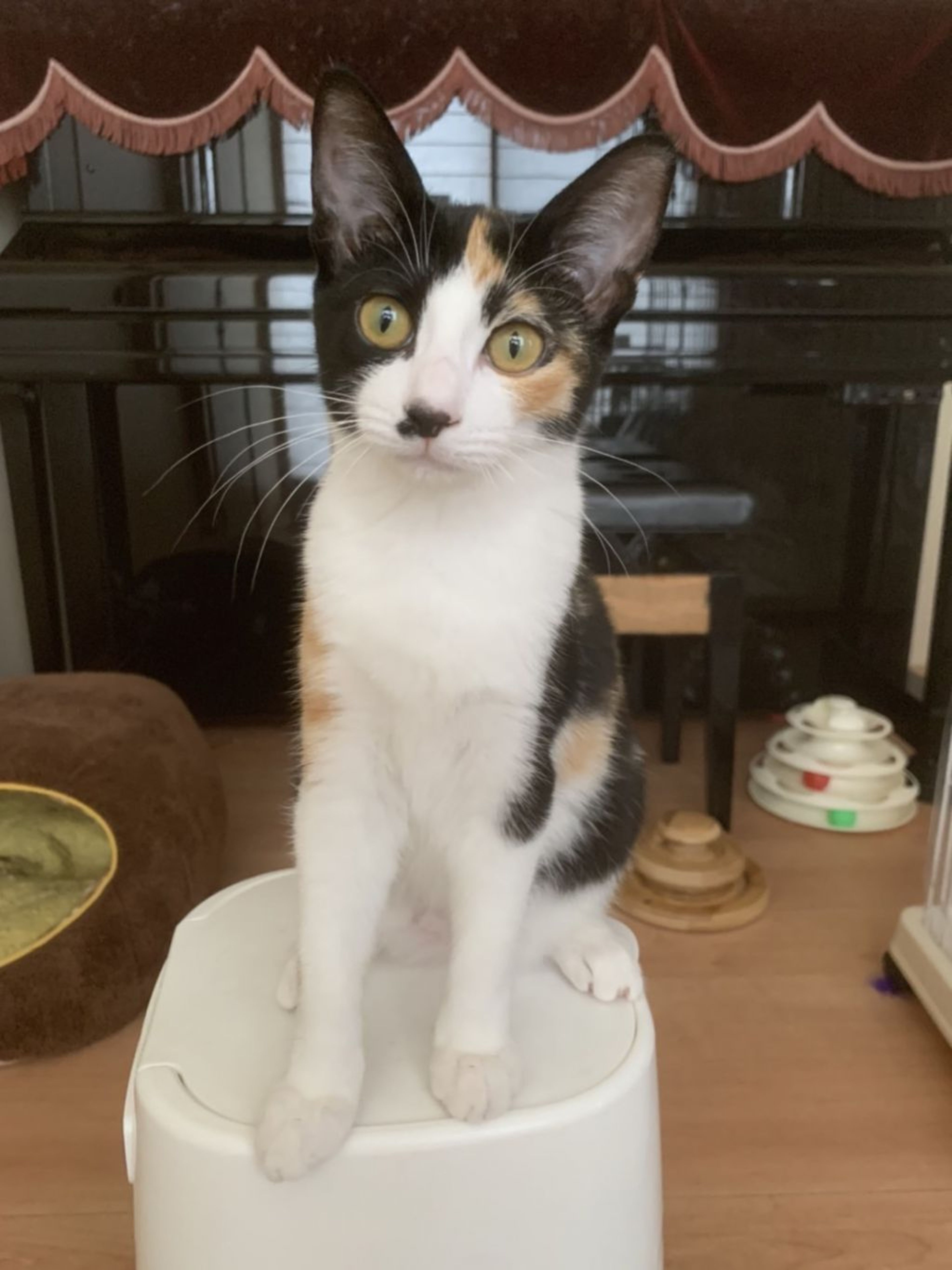 pet-image-4