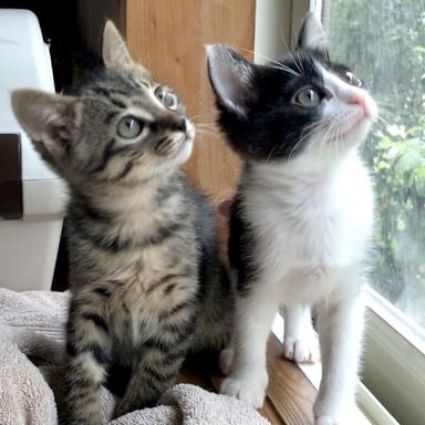 つばめ&むくの写真