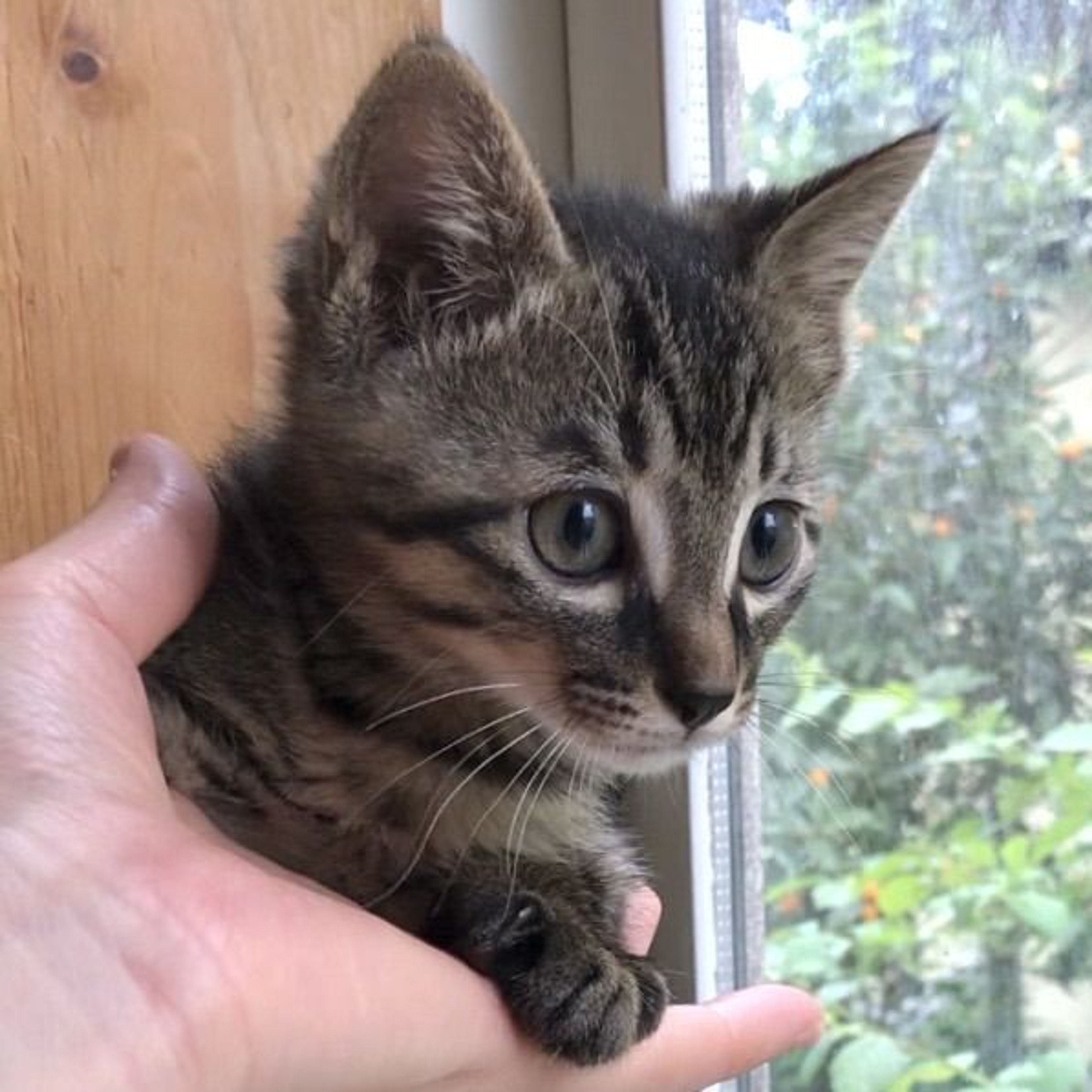 pet-image-3