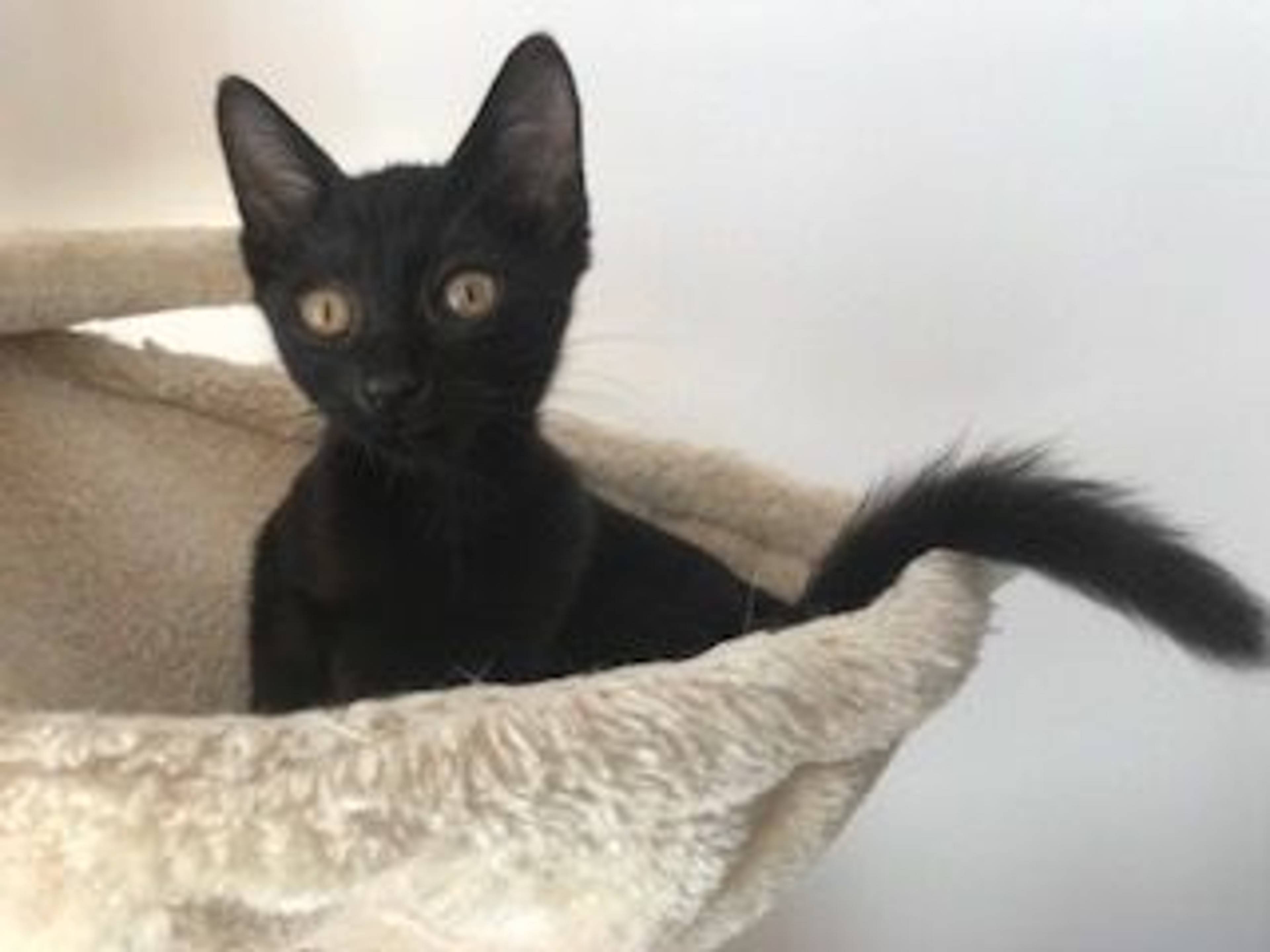 雑種（ミックス猫）・メスの里親募集の写真