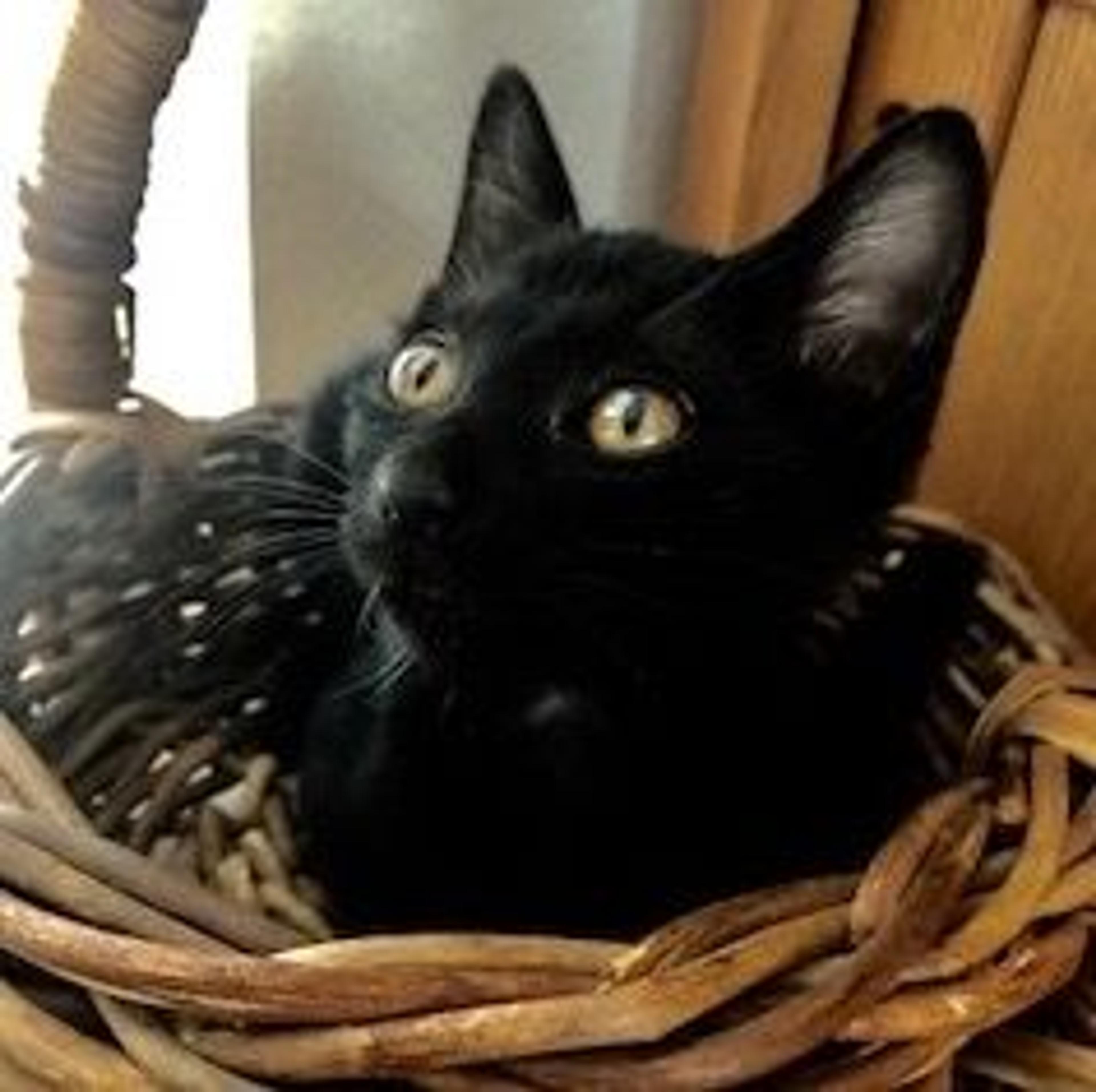 pet-image-3