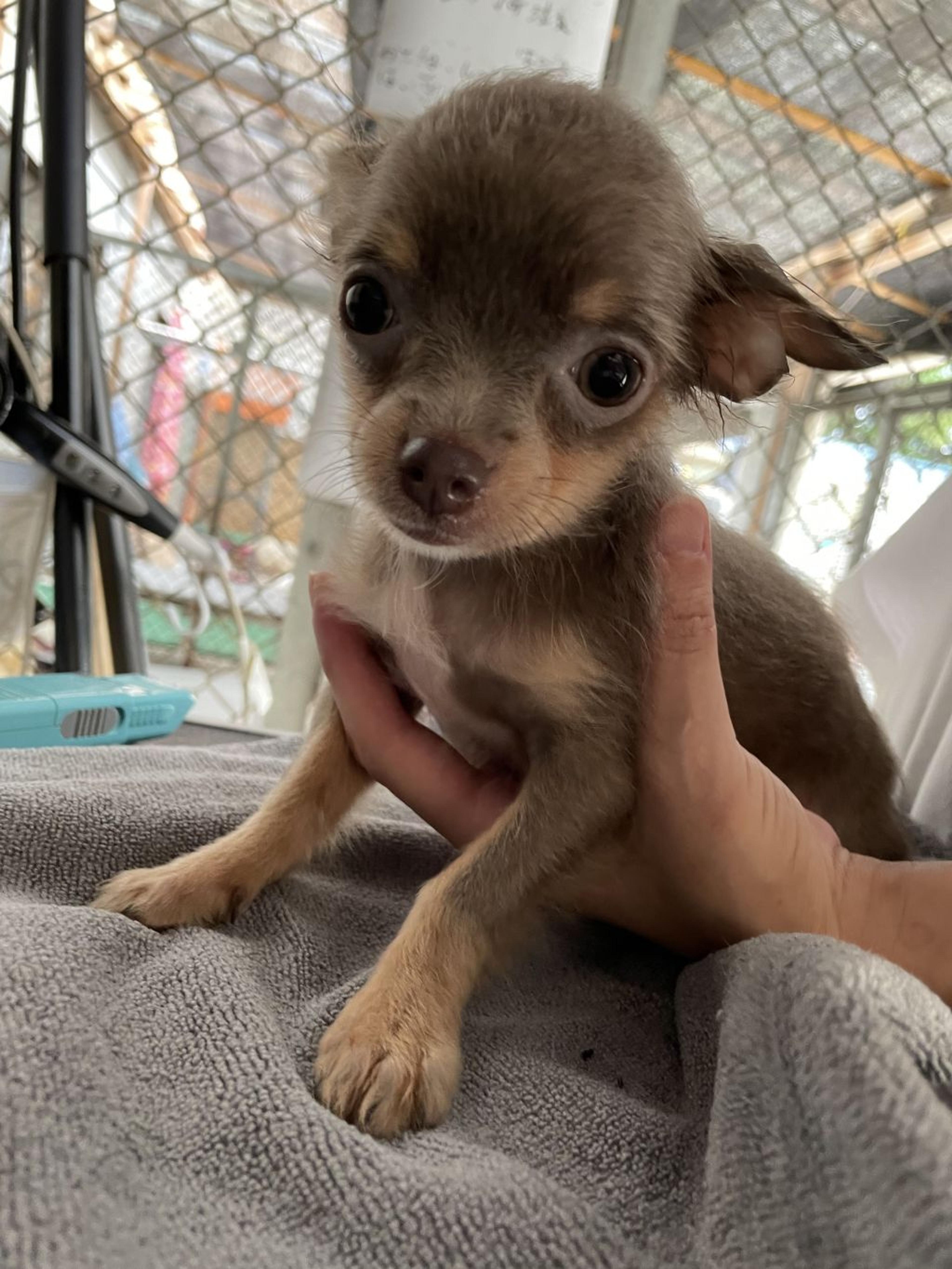 pet-image-4