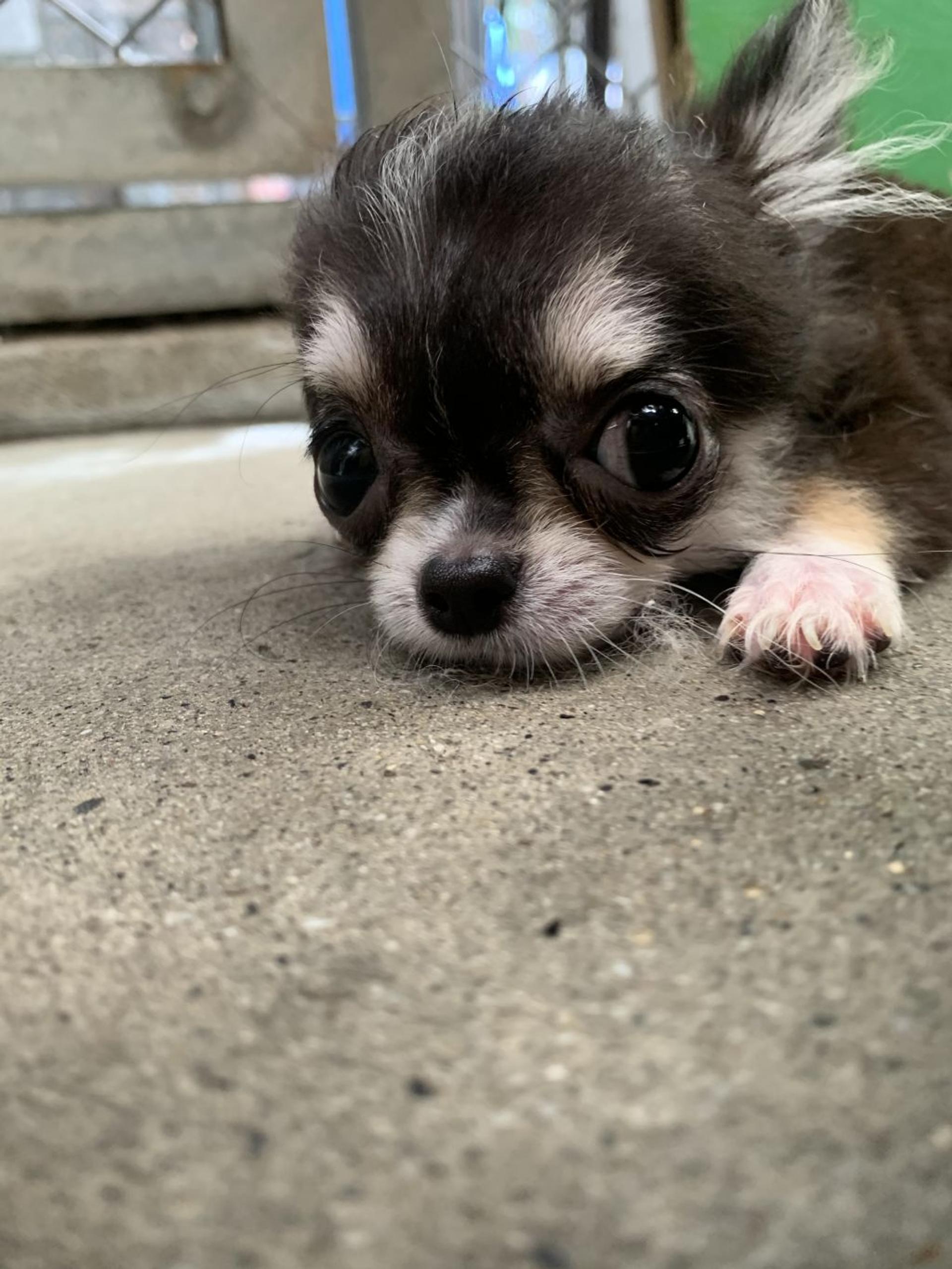pet-image-2