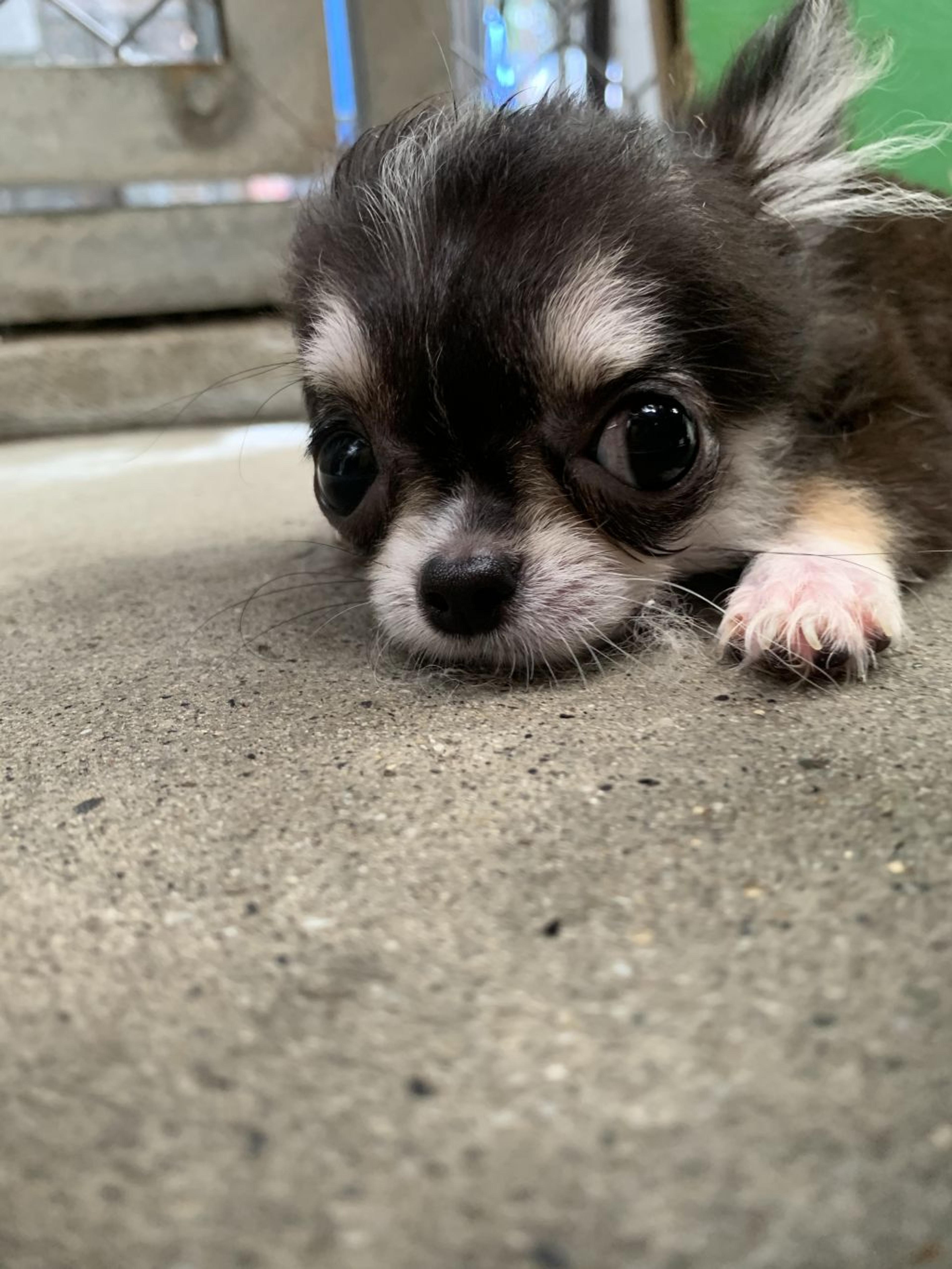 pet-image-2