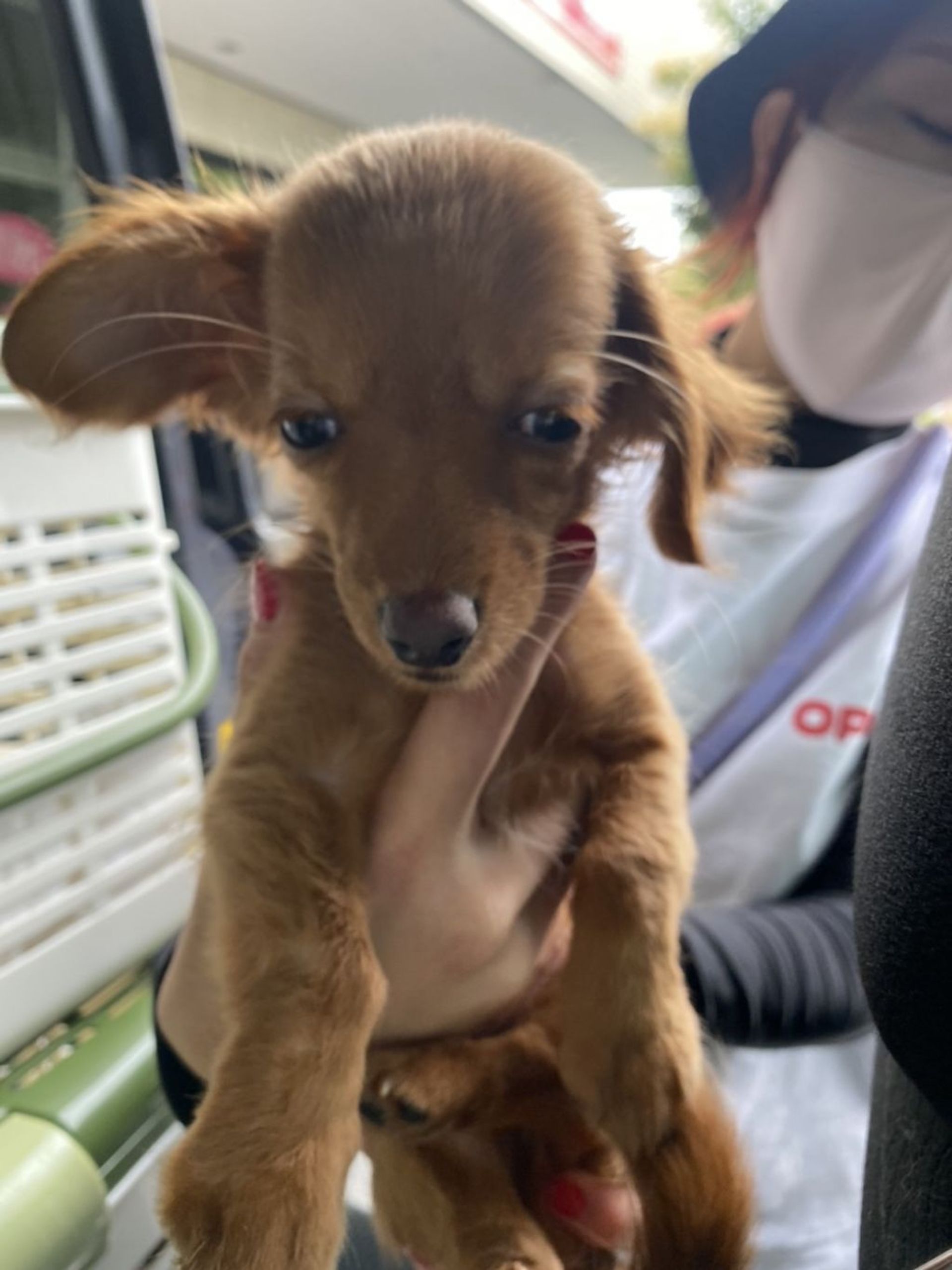 雑種（ミックス犬）・メスの里親募集の写真