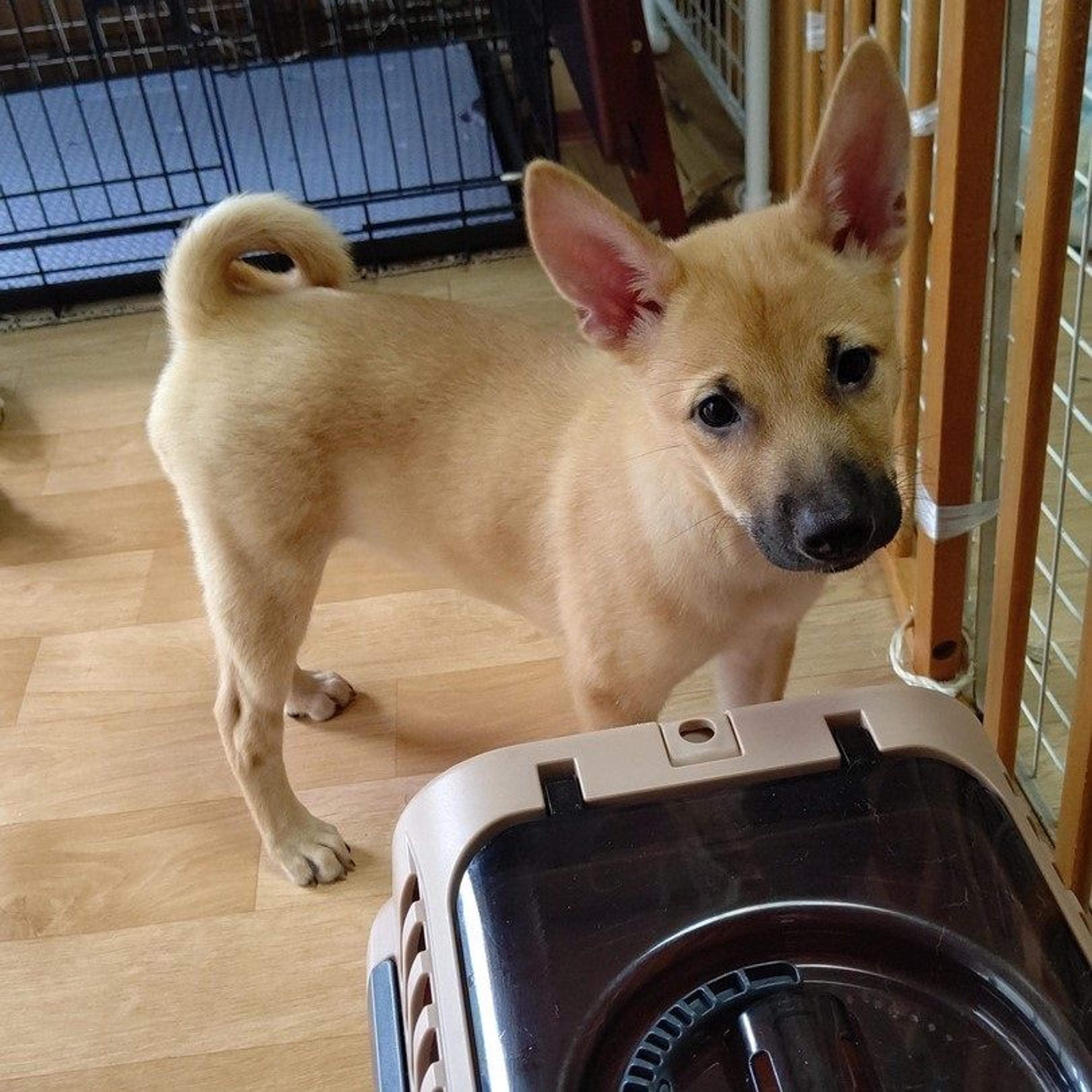 pet-image-3