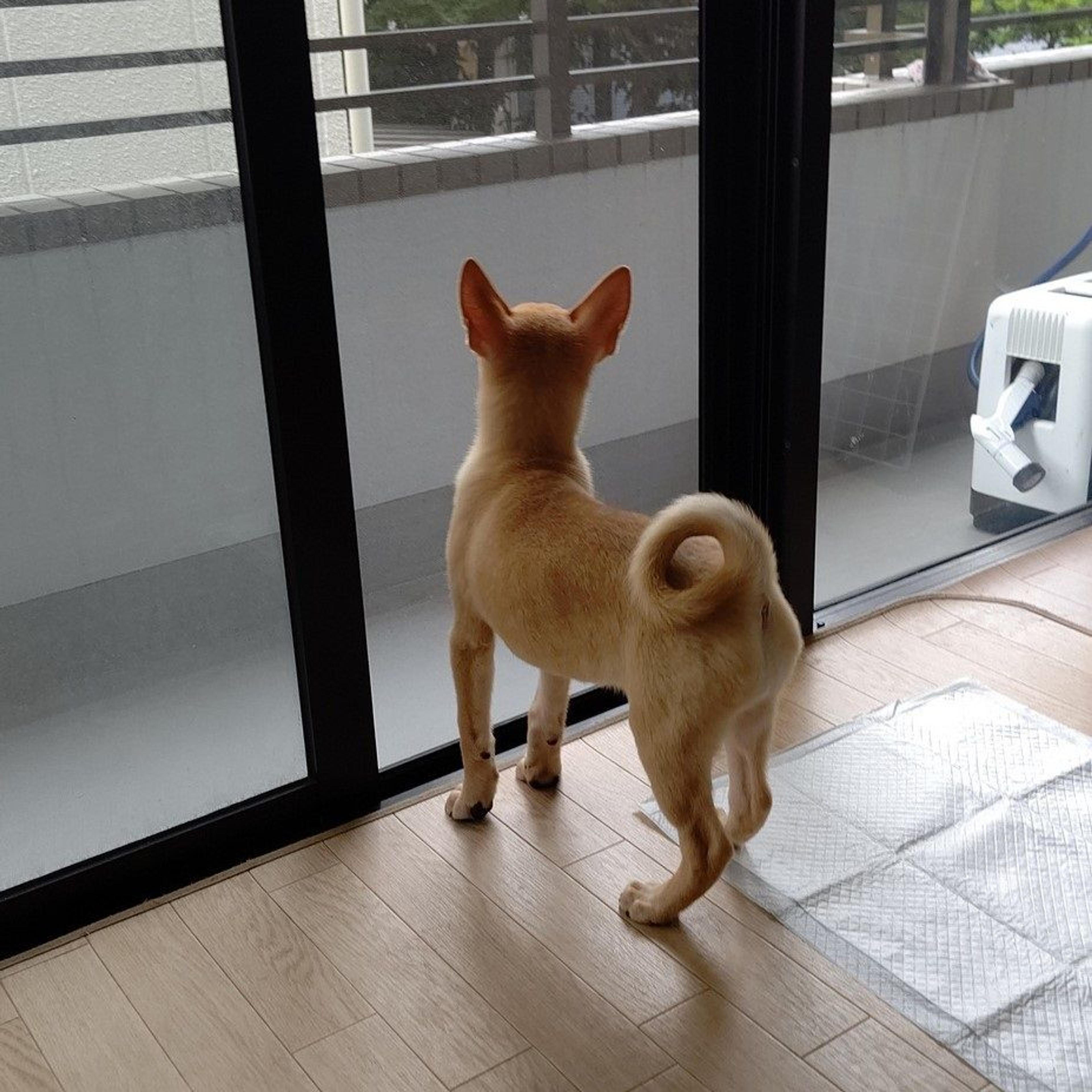 pet-image-6