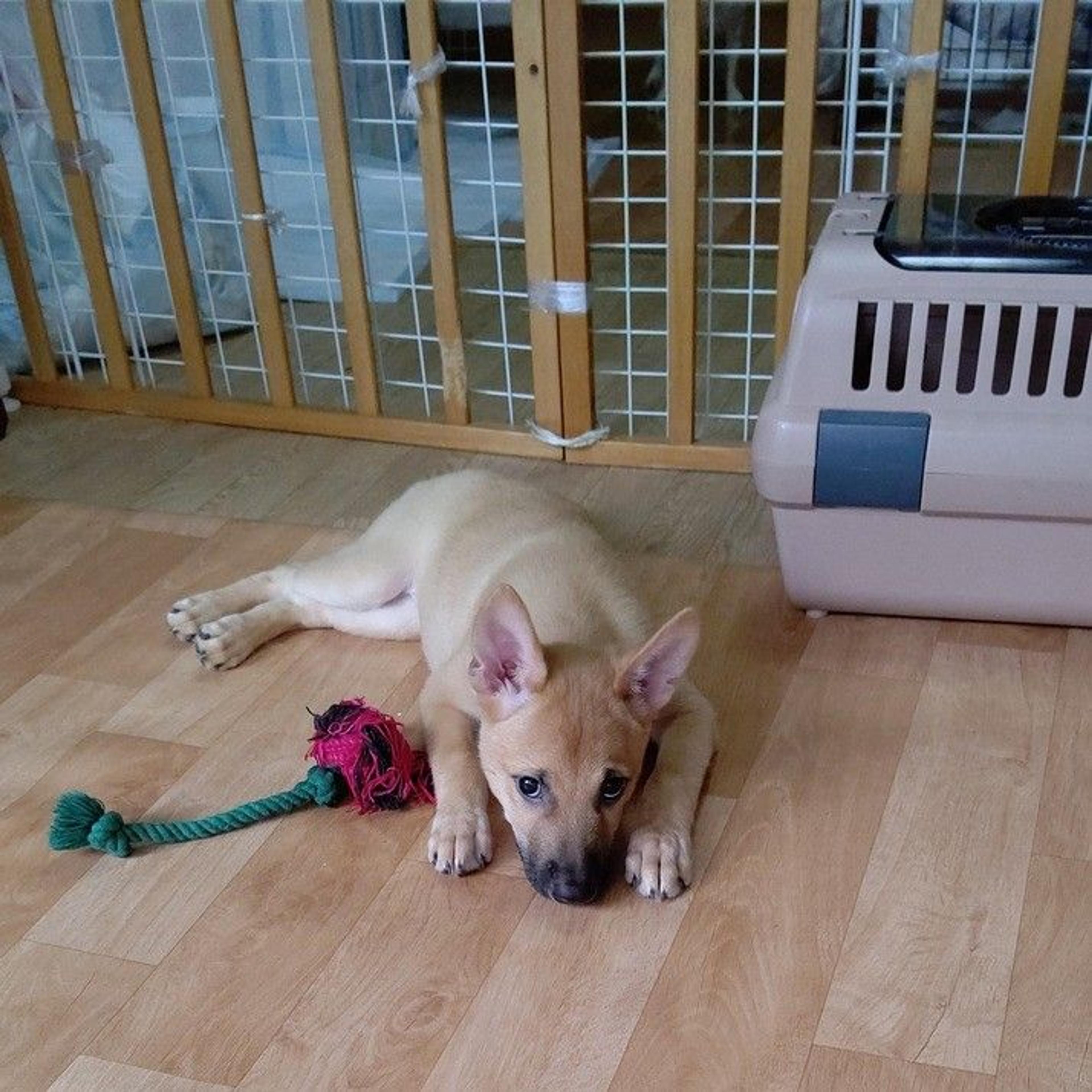 pet-image-8