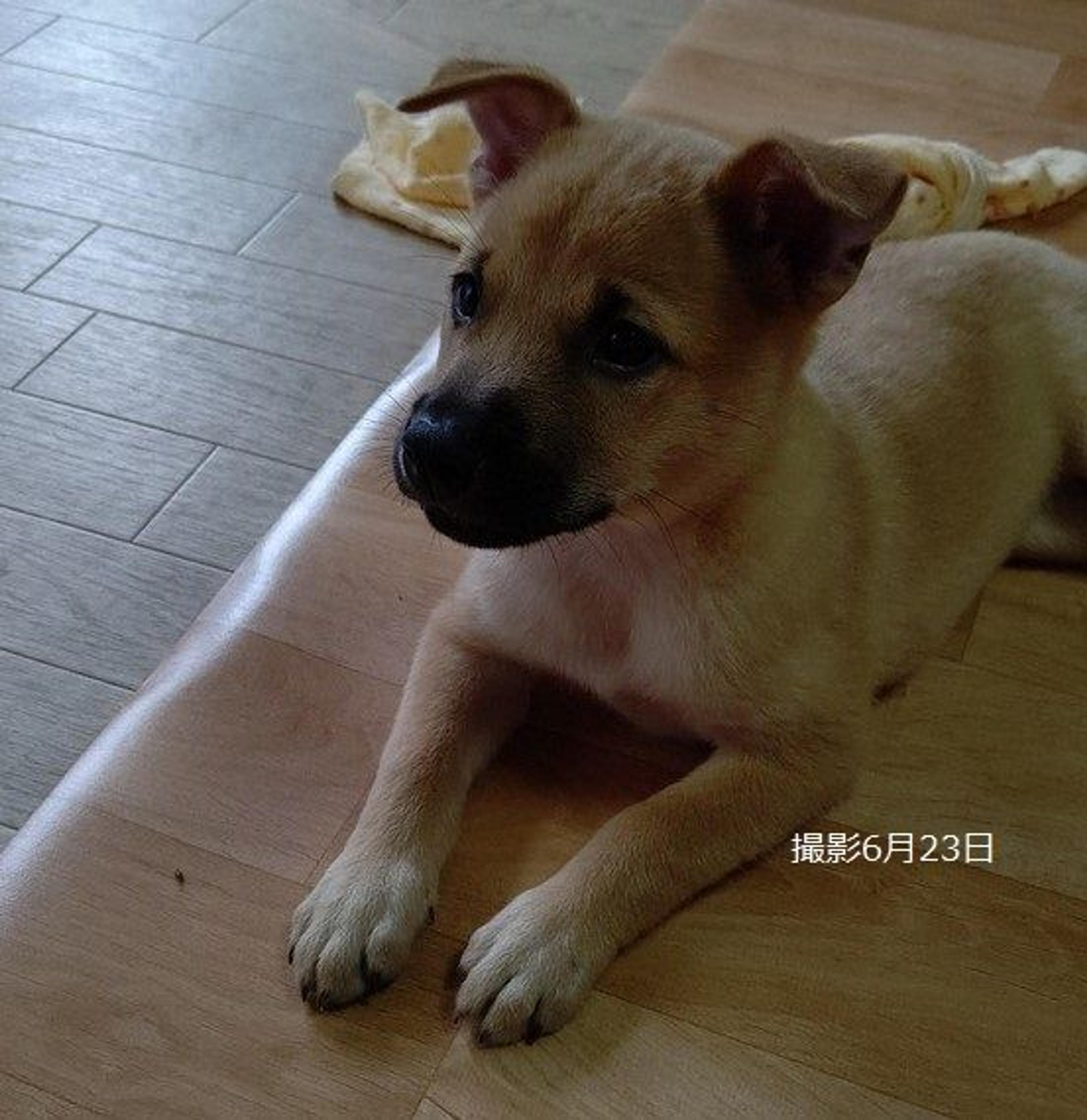 pet-image-4