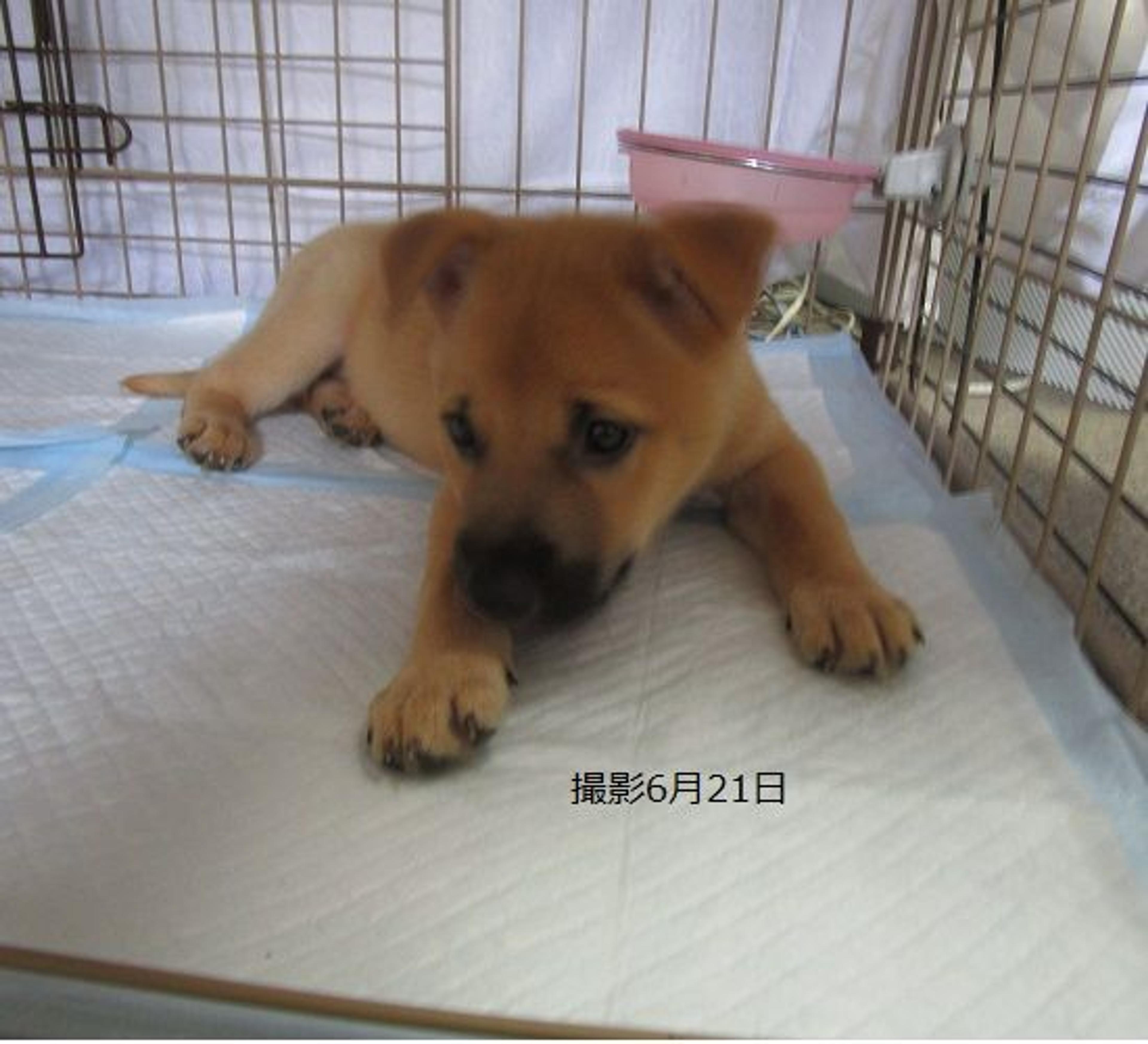 pet-image-7