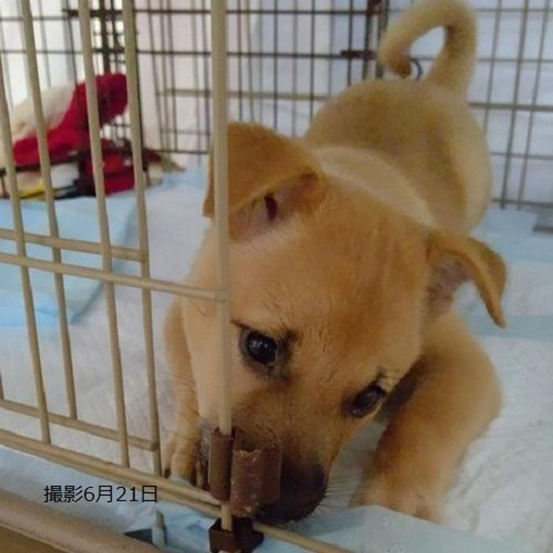 pet-image-9