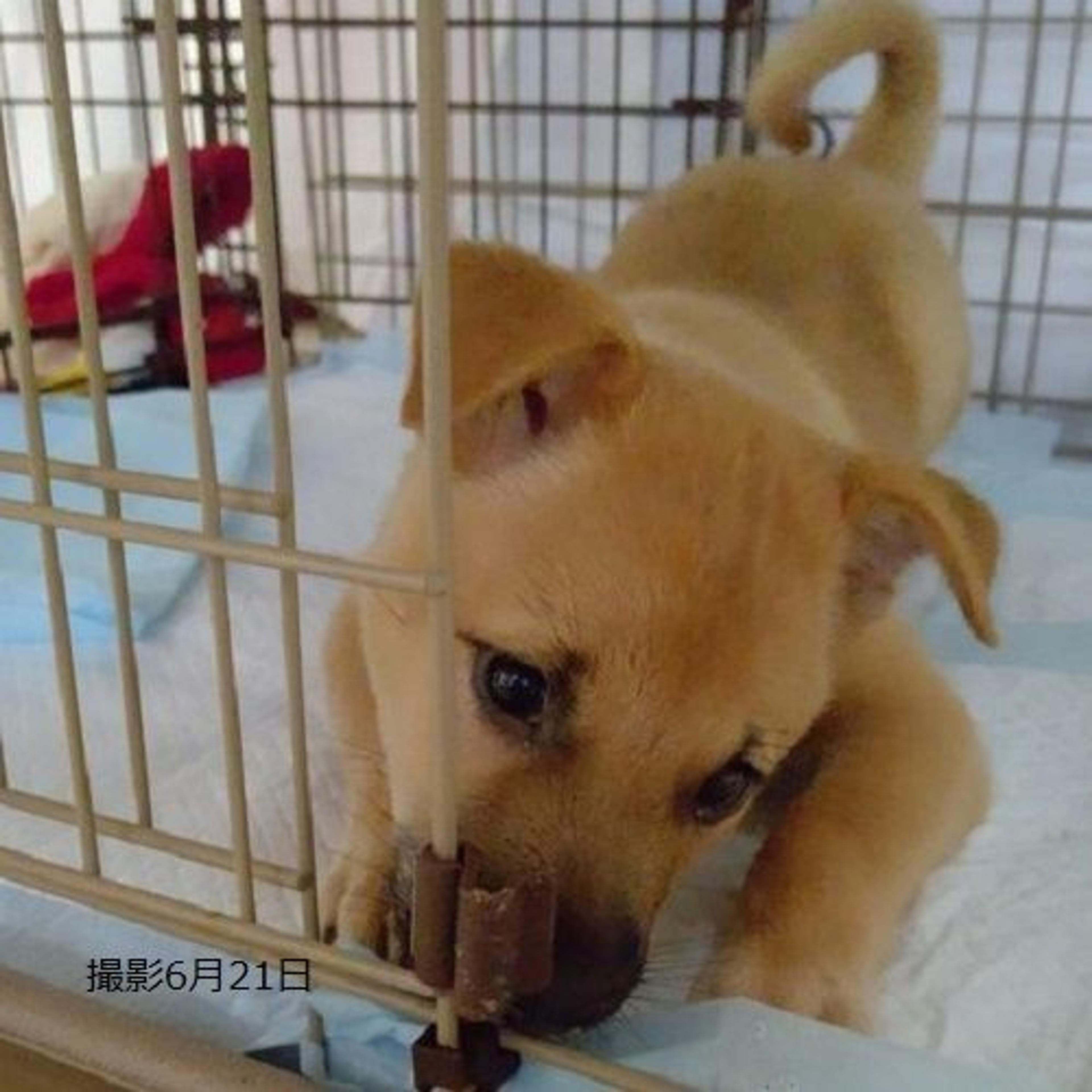 pet-image-9