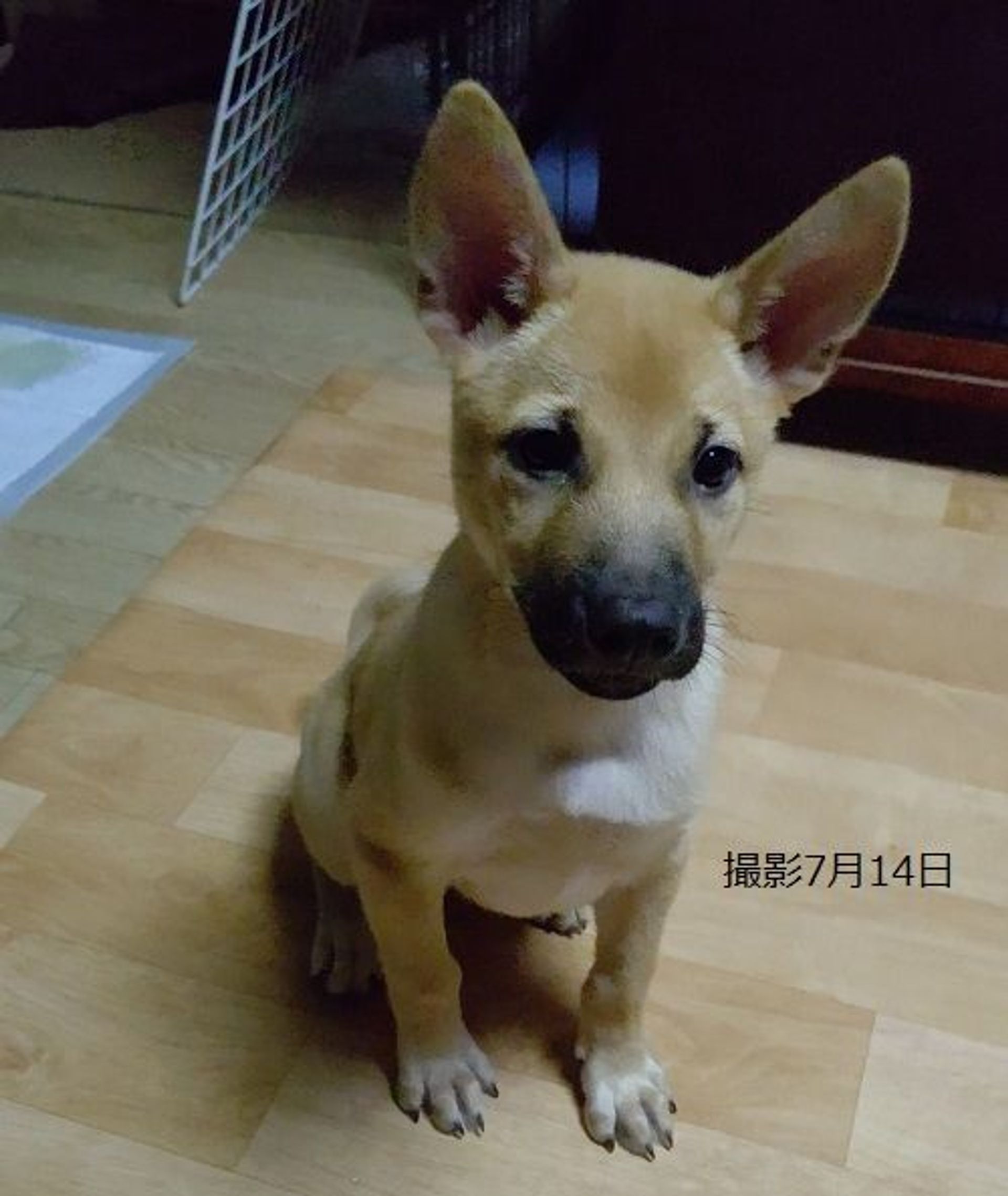 雑種（ミックス犬）・メスの里親募集の写真