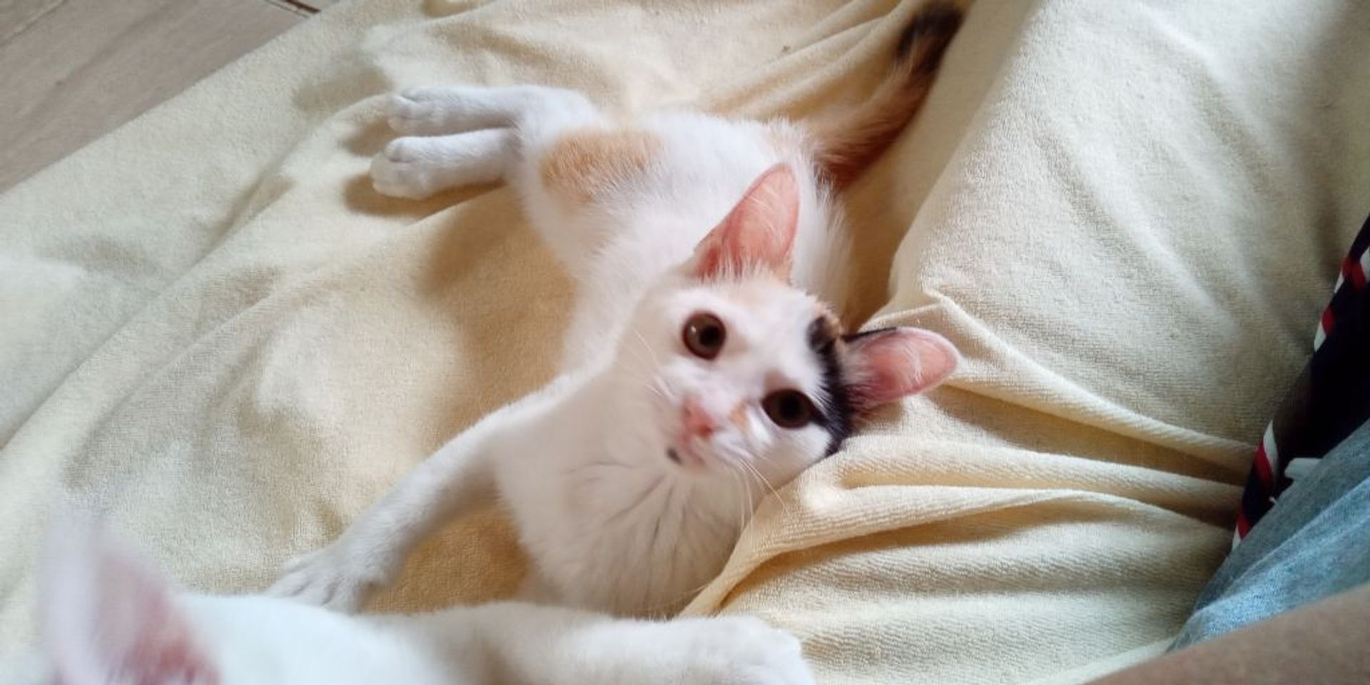 雑種（ミックス猫）・メスの里親募集の写真