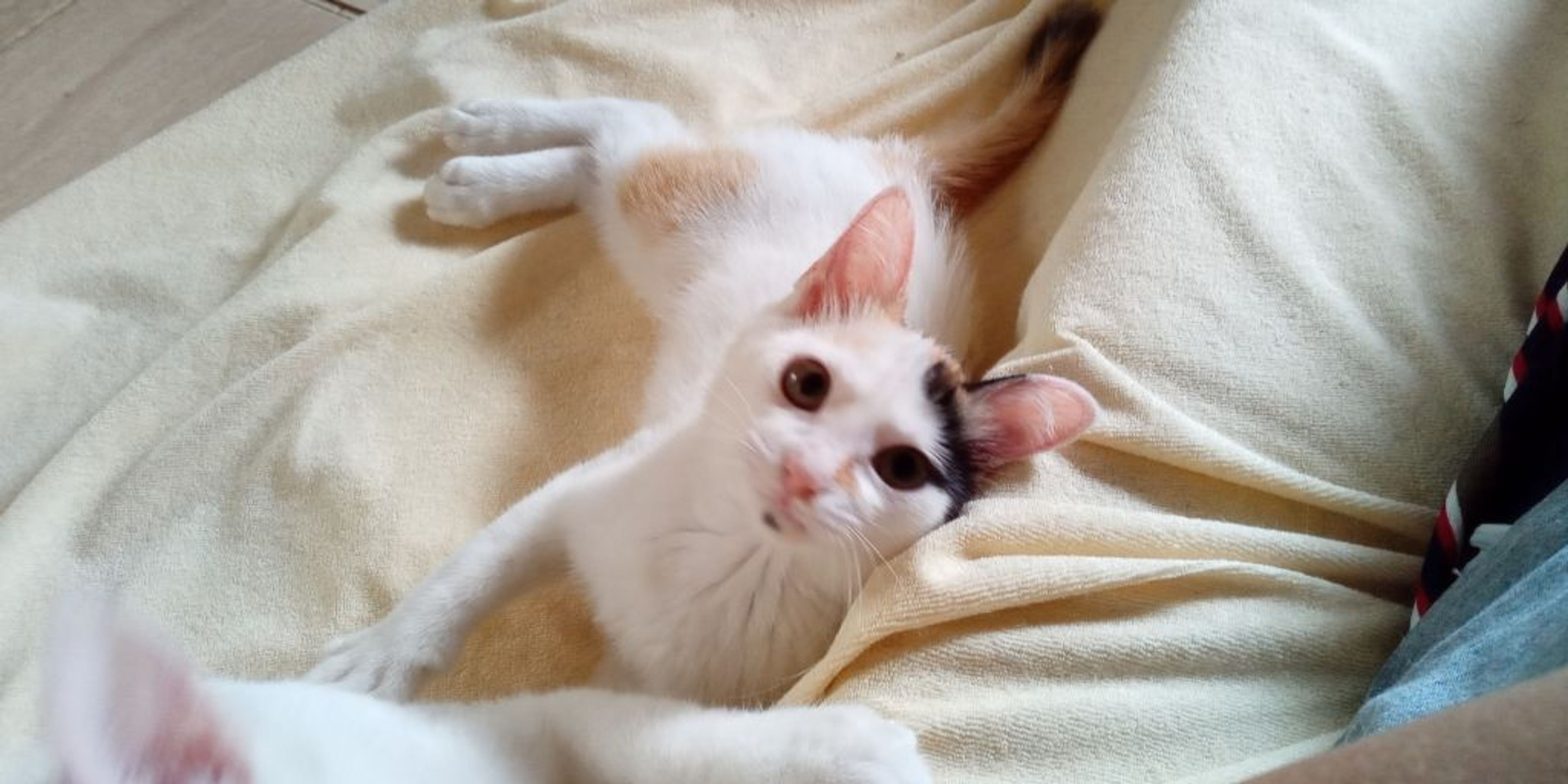 雑種（ミックス猫）・メスの里親募集の写真