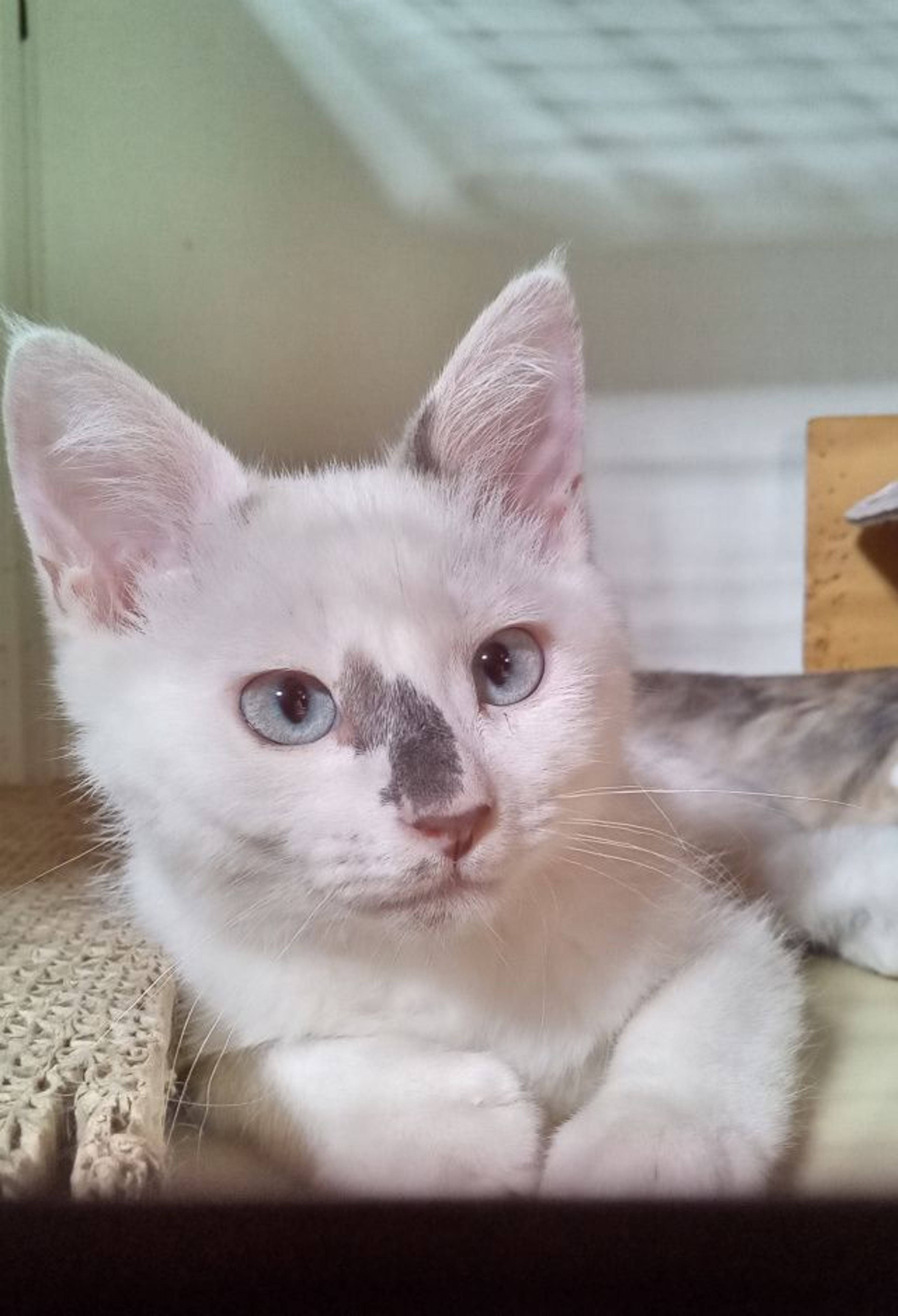 雑種（ミックス猫）・オスの里親募集の写真