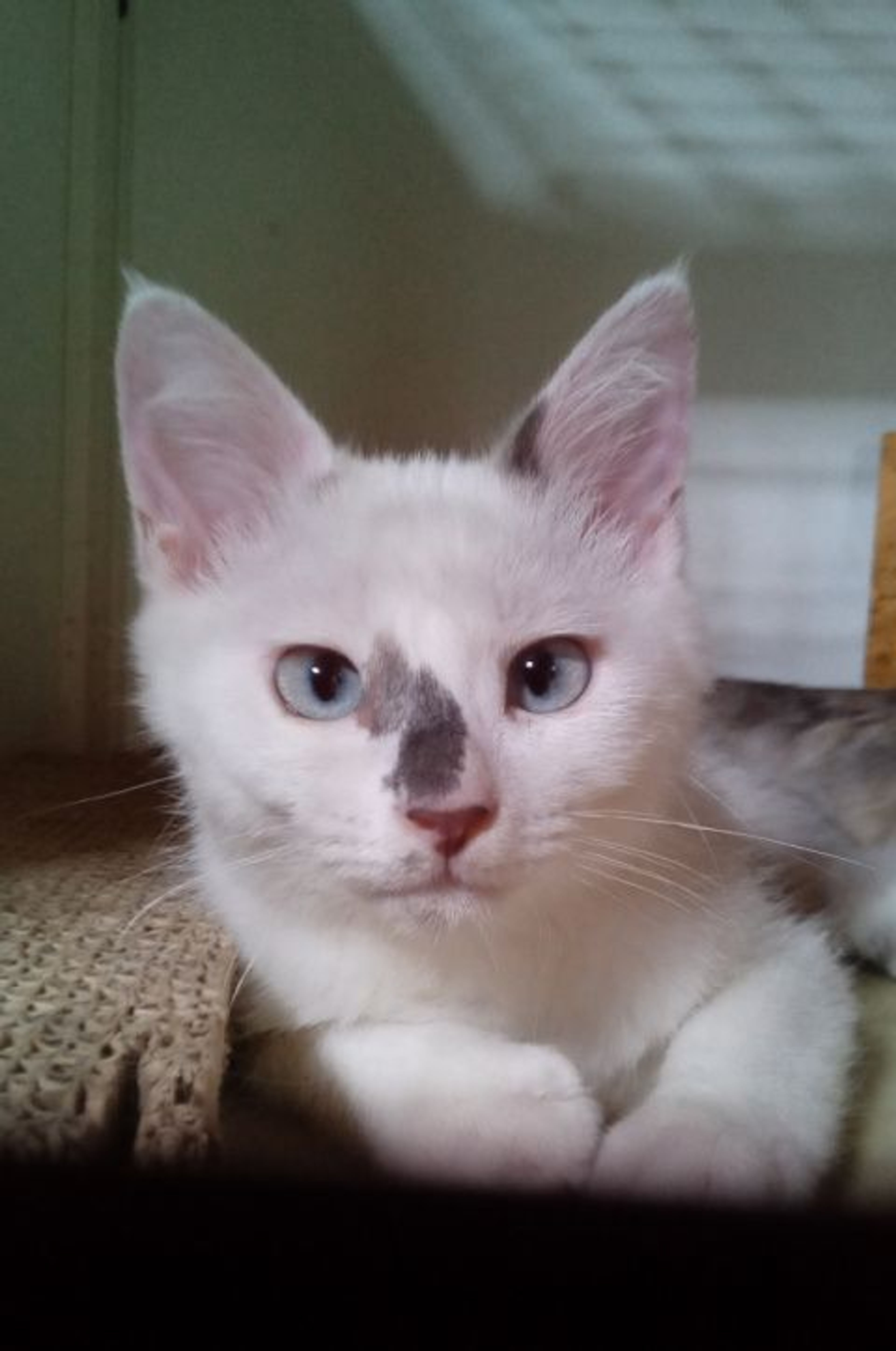 pet-image-3