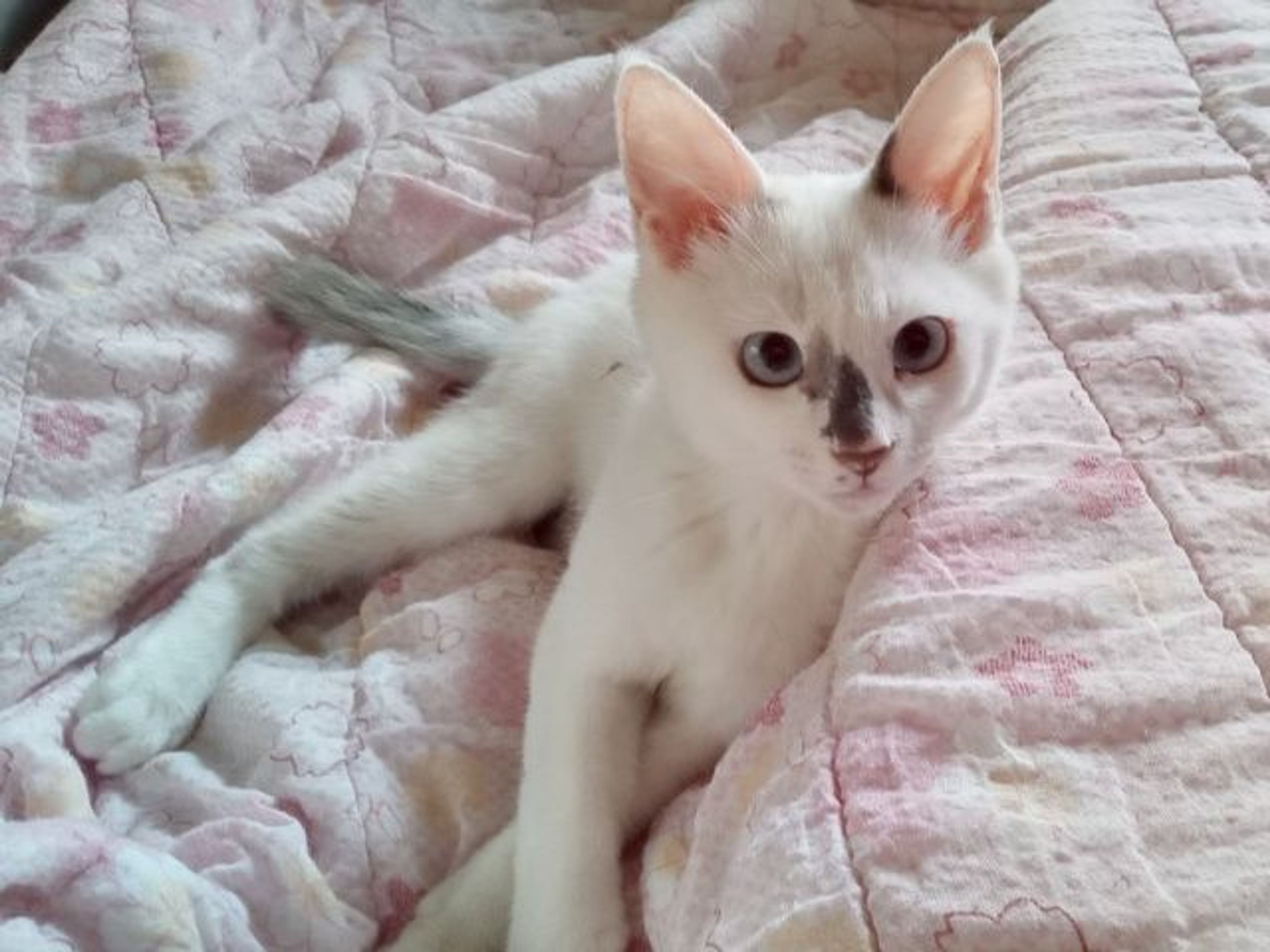 pet-image-2