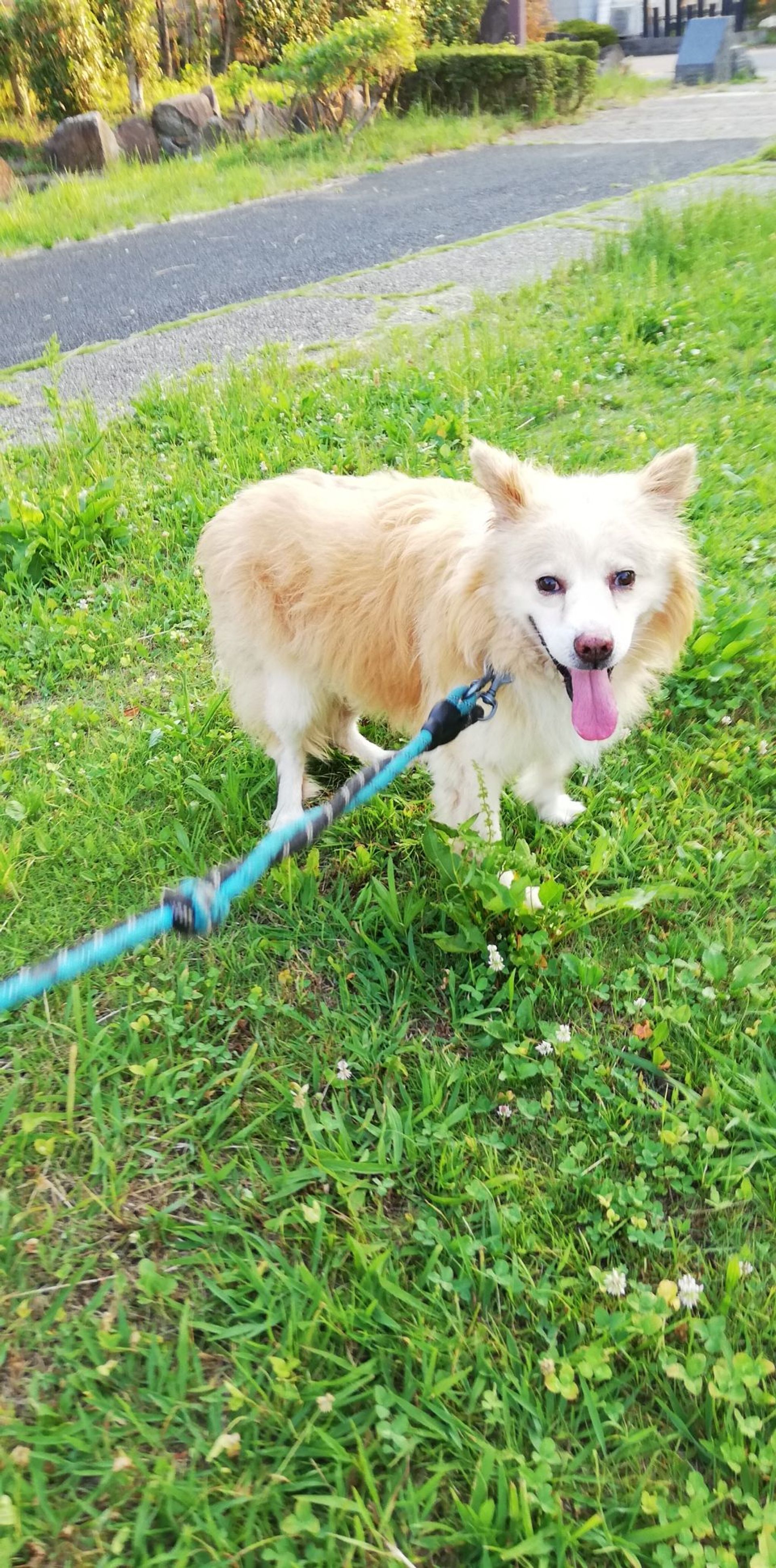 雑種（ミックス犬）・オスの里親募集の写真