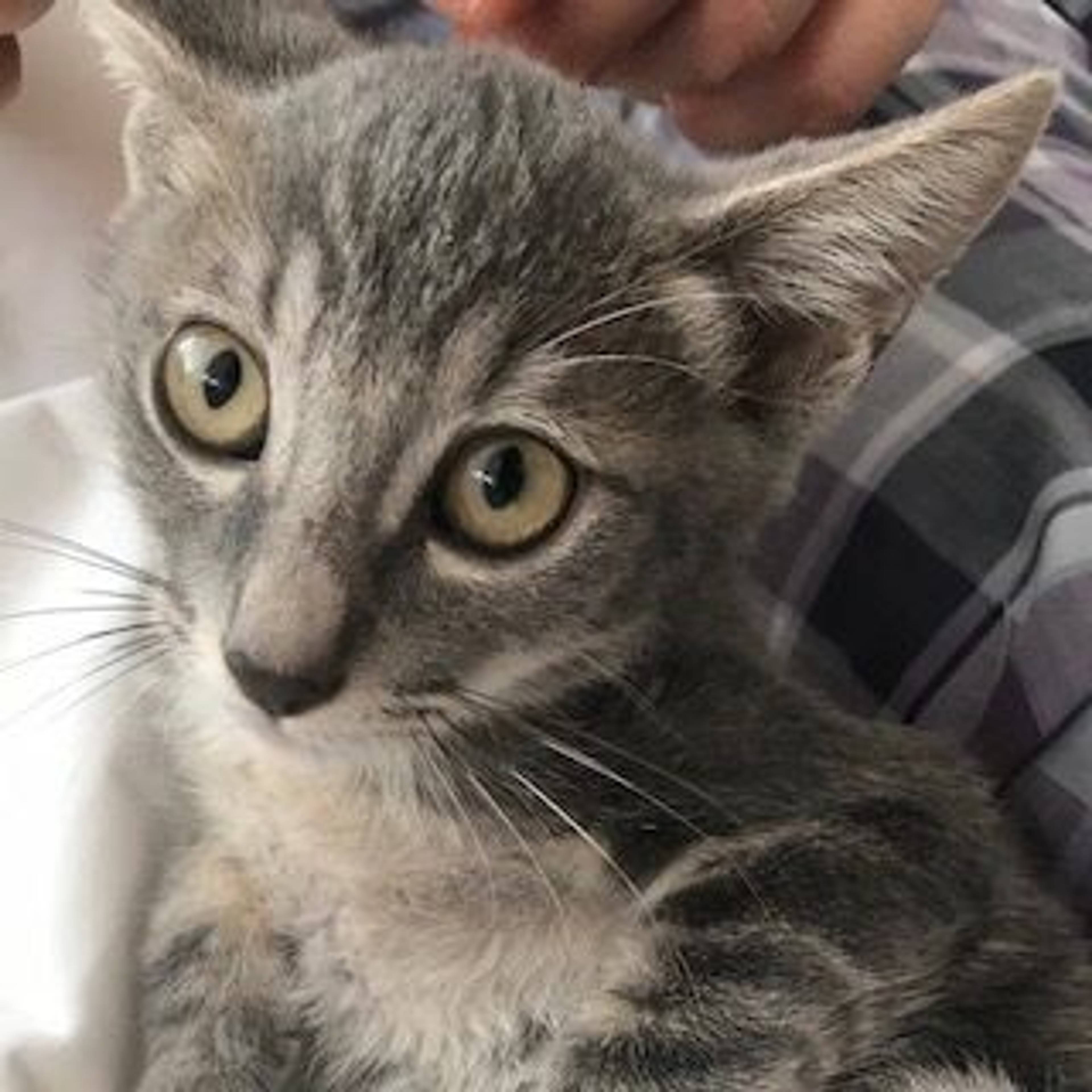 雑種（ミックス猫）・オスの里親募集の写真