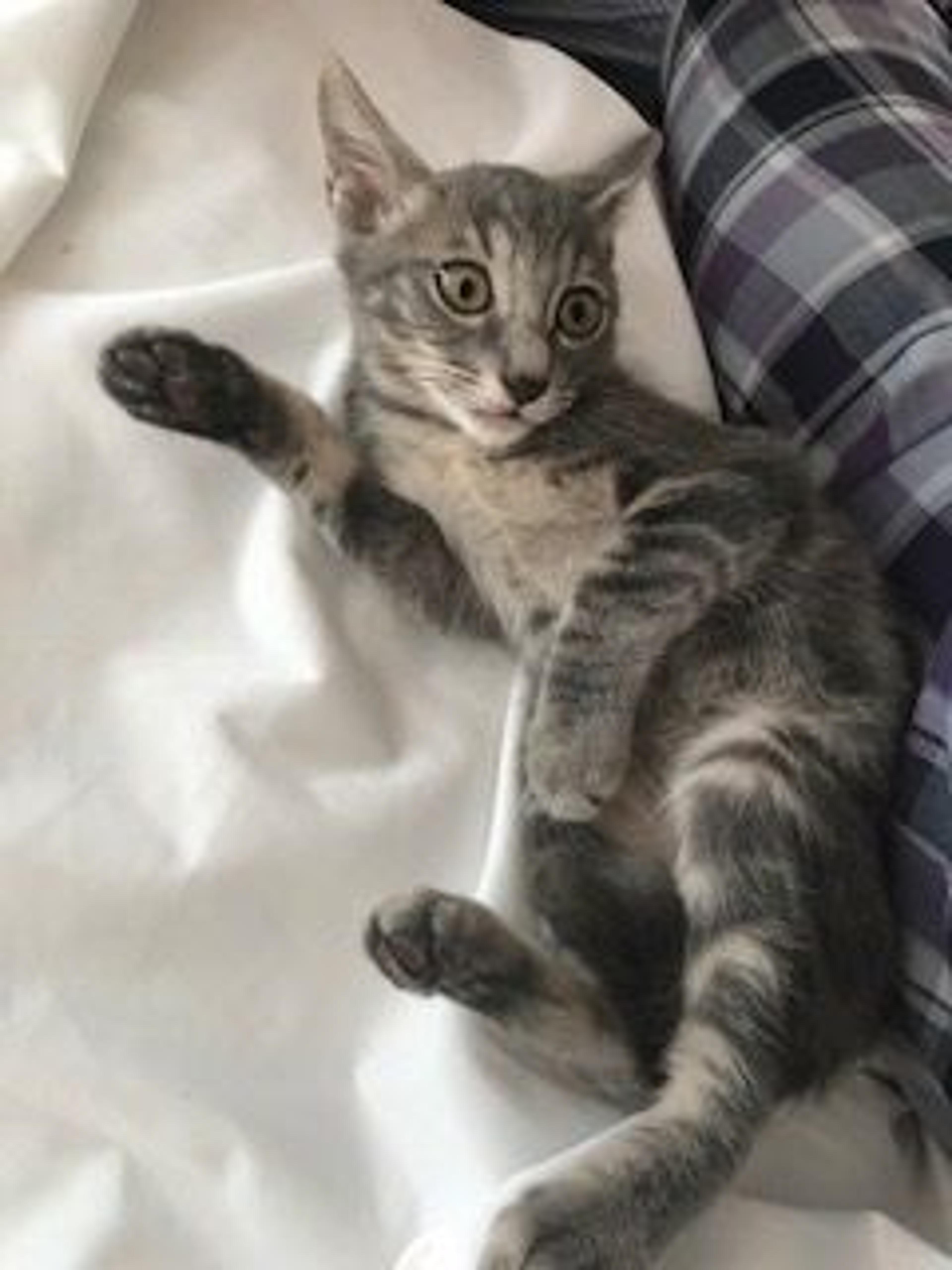 pet-image-2