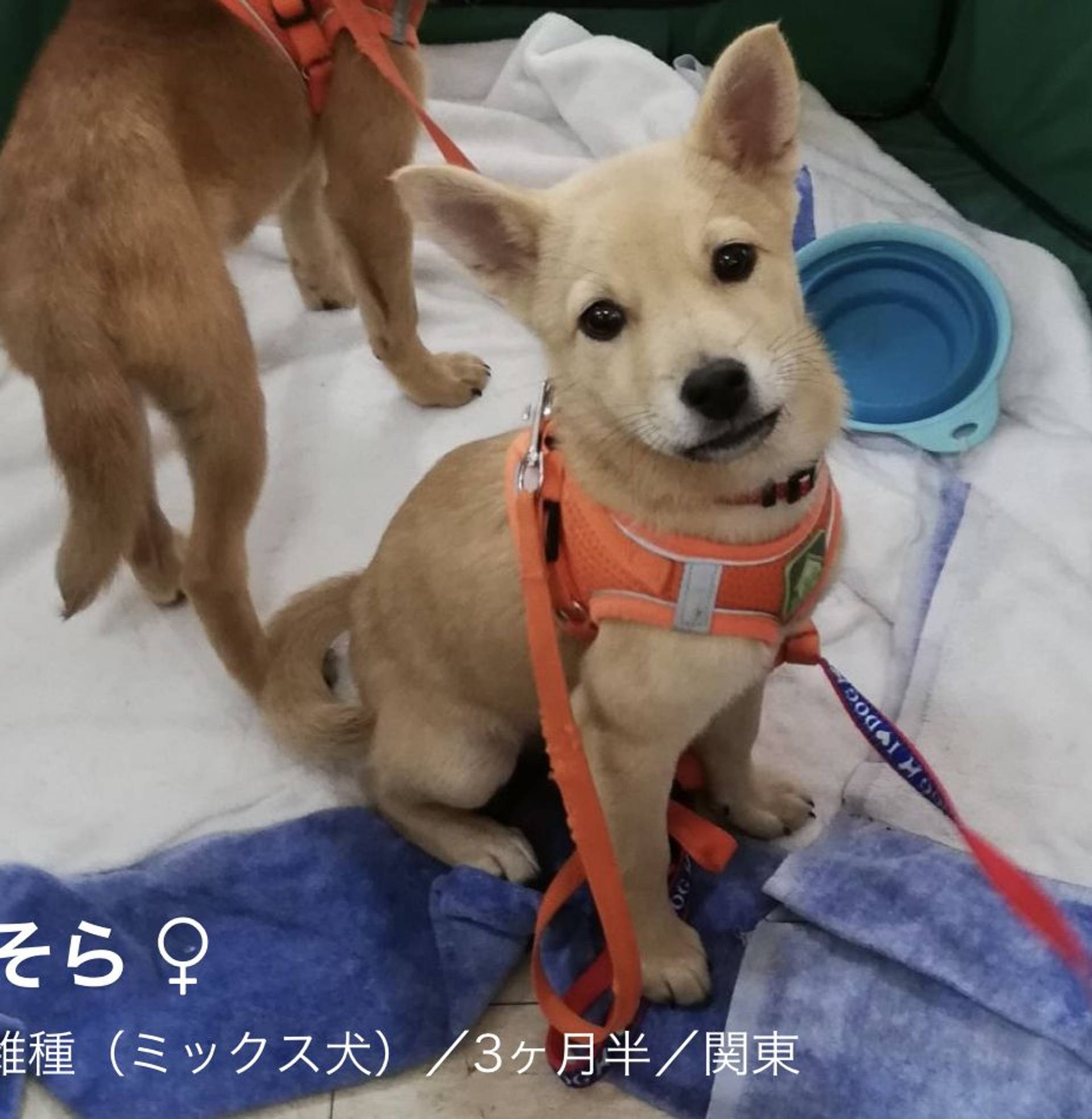 雑種（ミックス犬）・メスの里親募集の写真