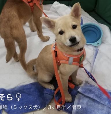 そらの写真