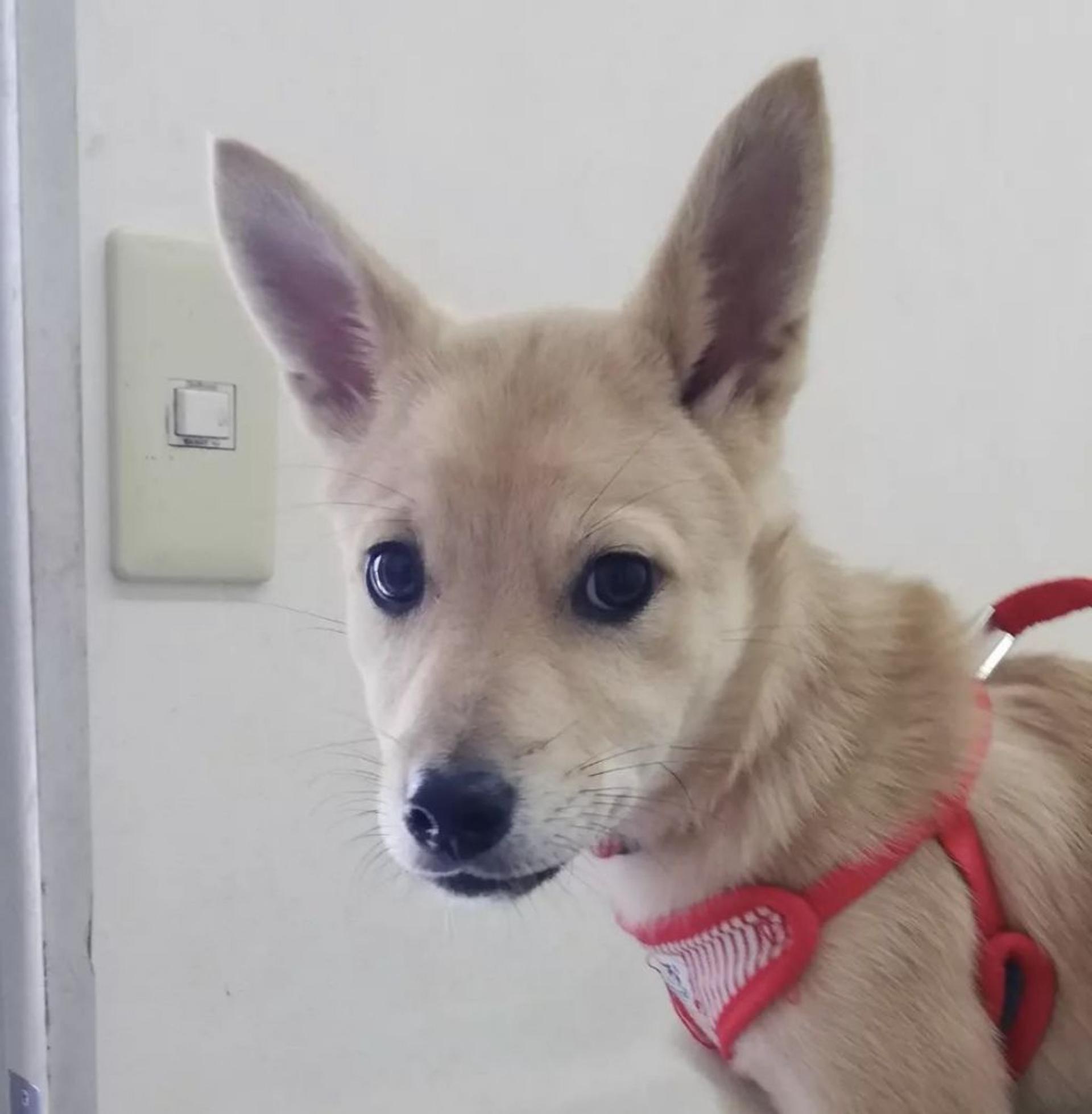 pet-image-3