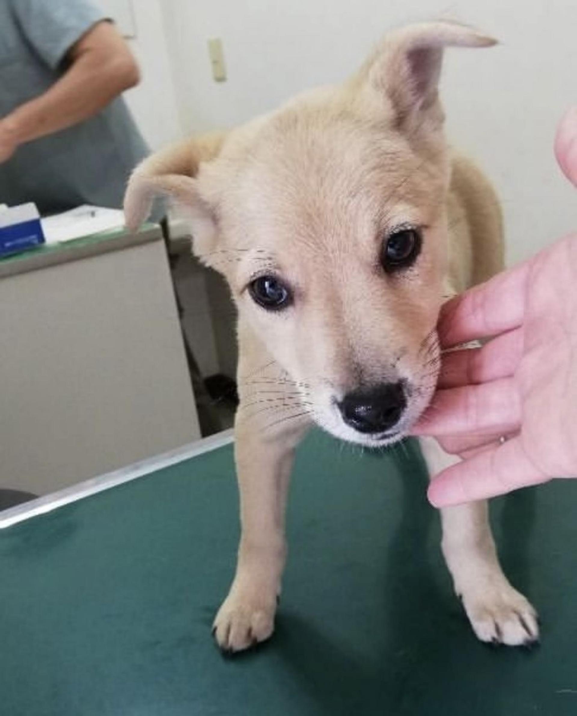 pet-image-4