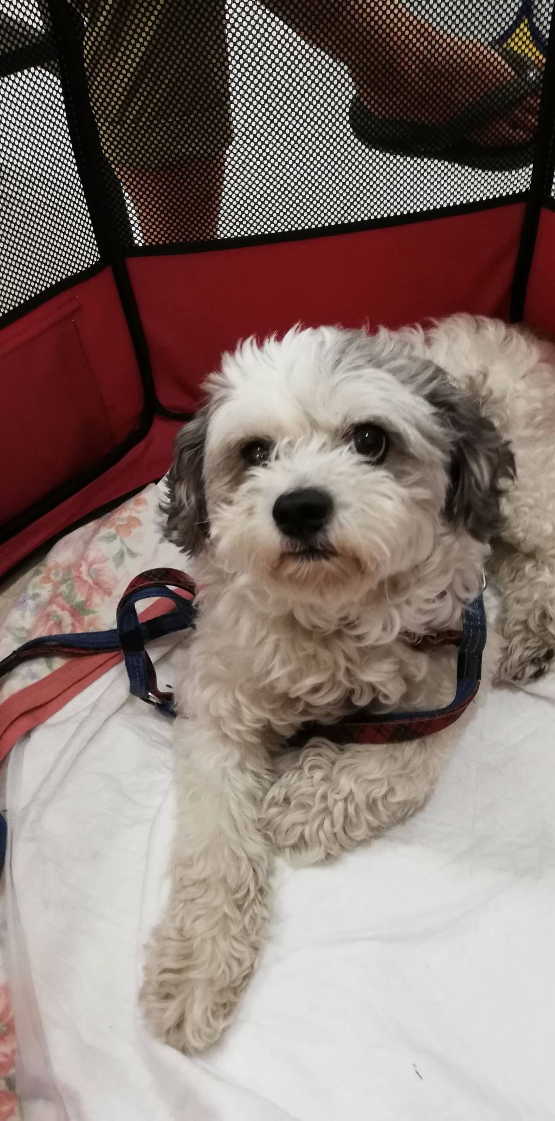雑種（ミックス犬）・オスの里親募集の写真