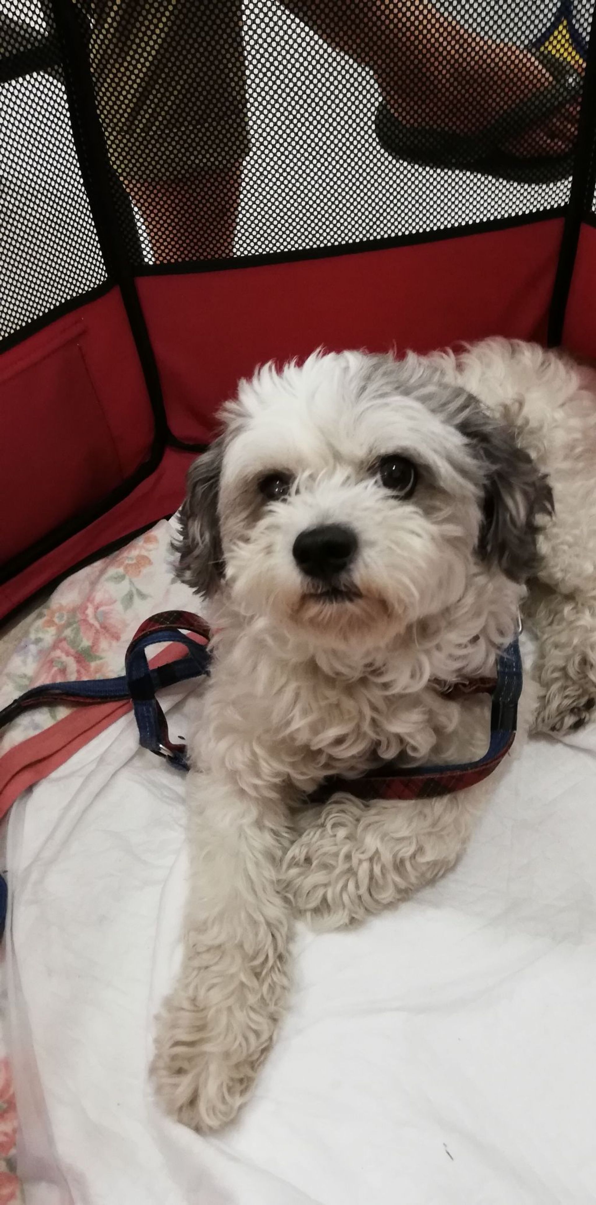 雑種（ミックス犬）・オスの里親募集の写真