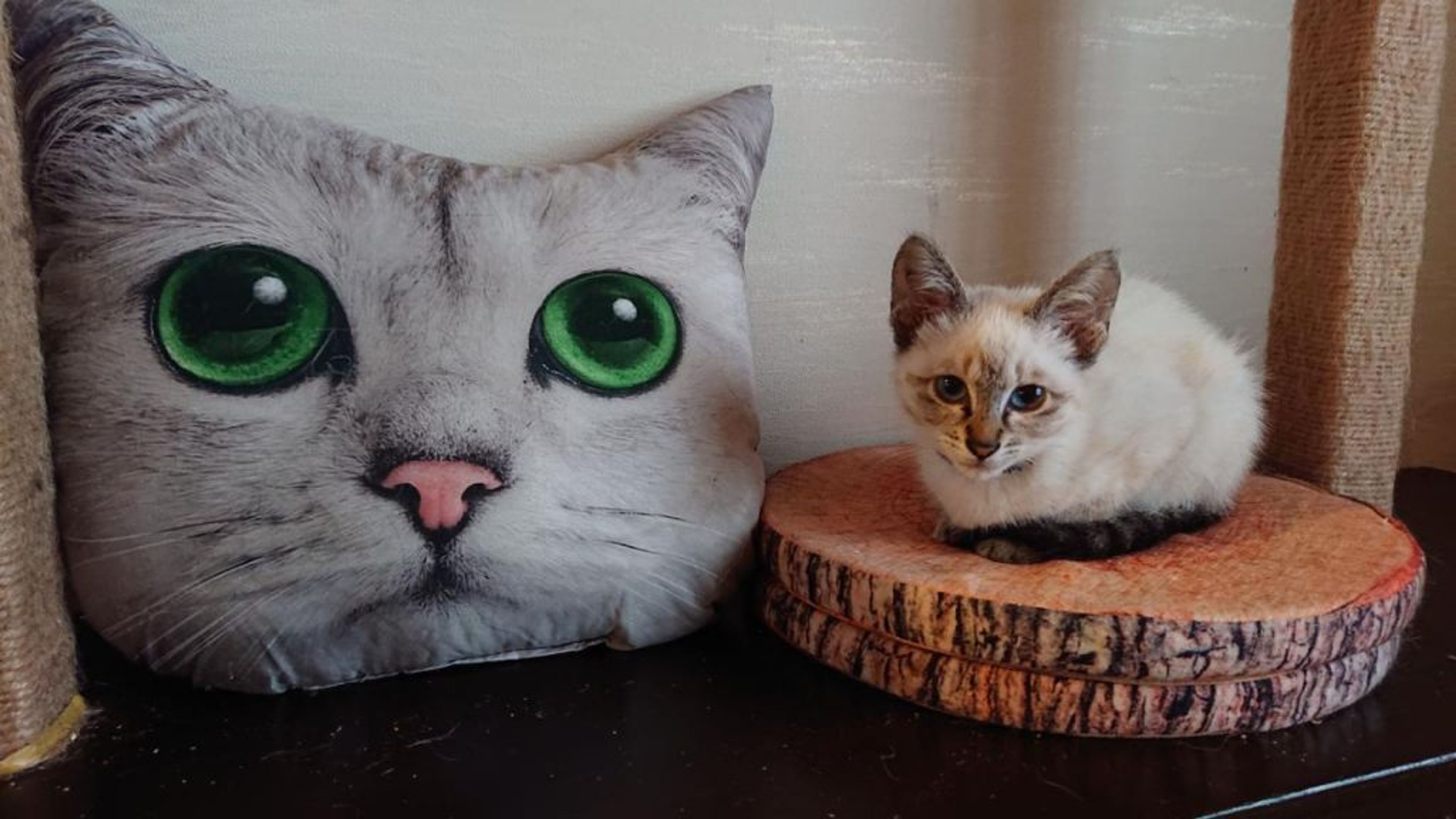 雑種（ミックス猫）・メスの里親募集の写真