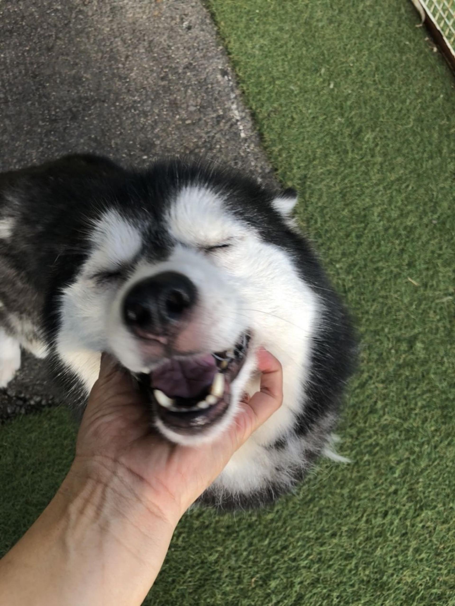 pet-image-2