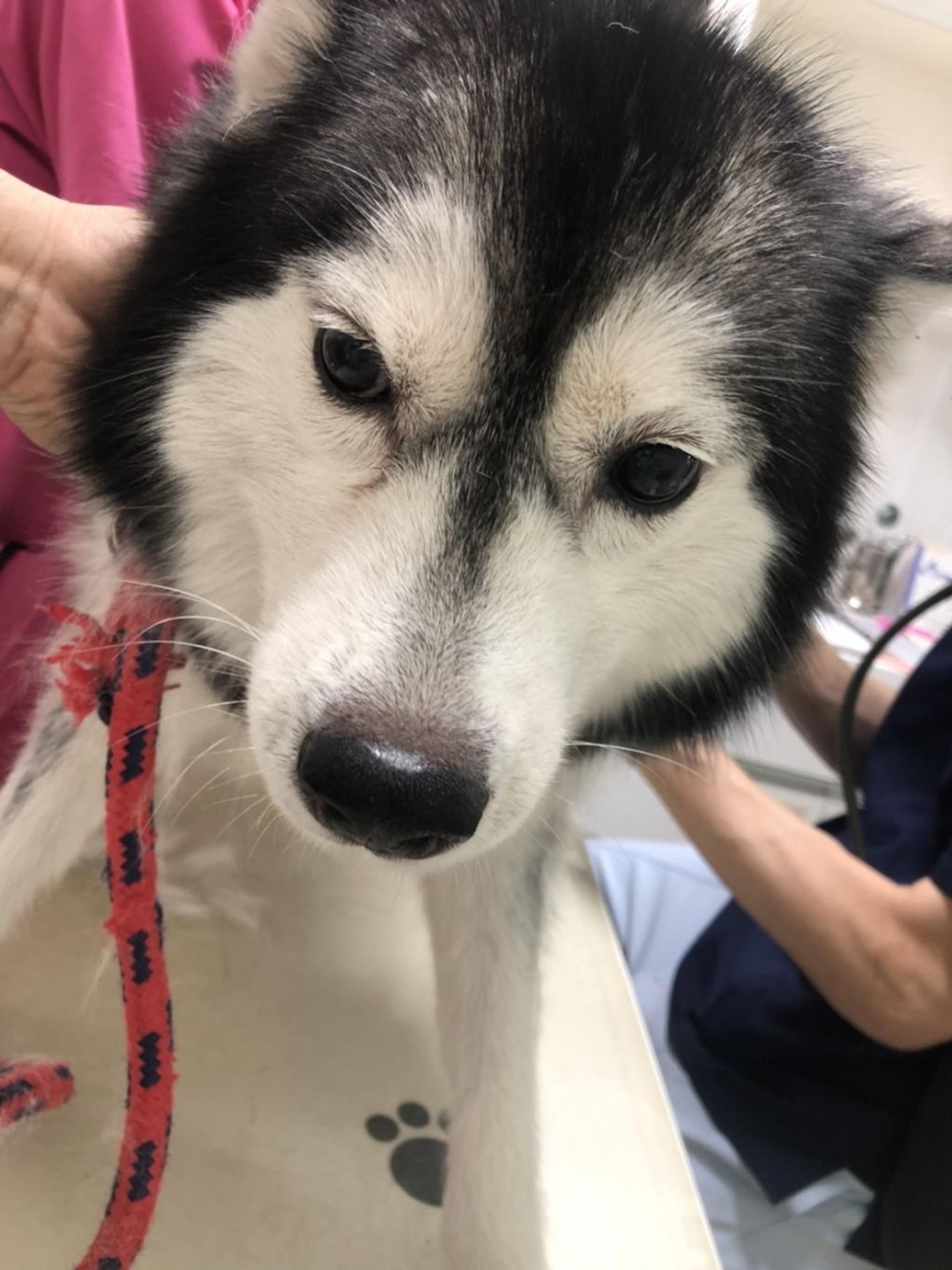 pet-image-3
