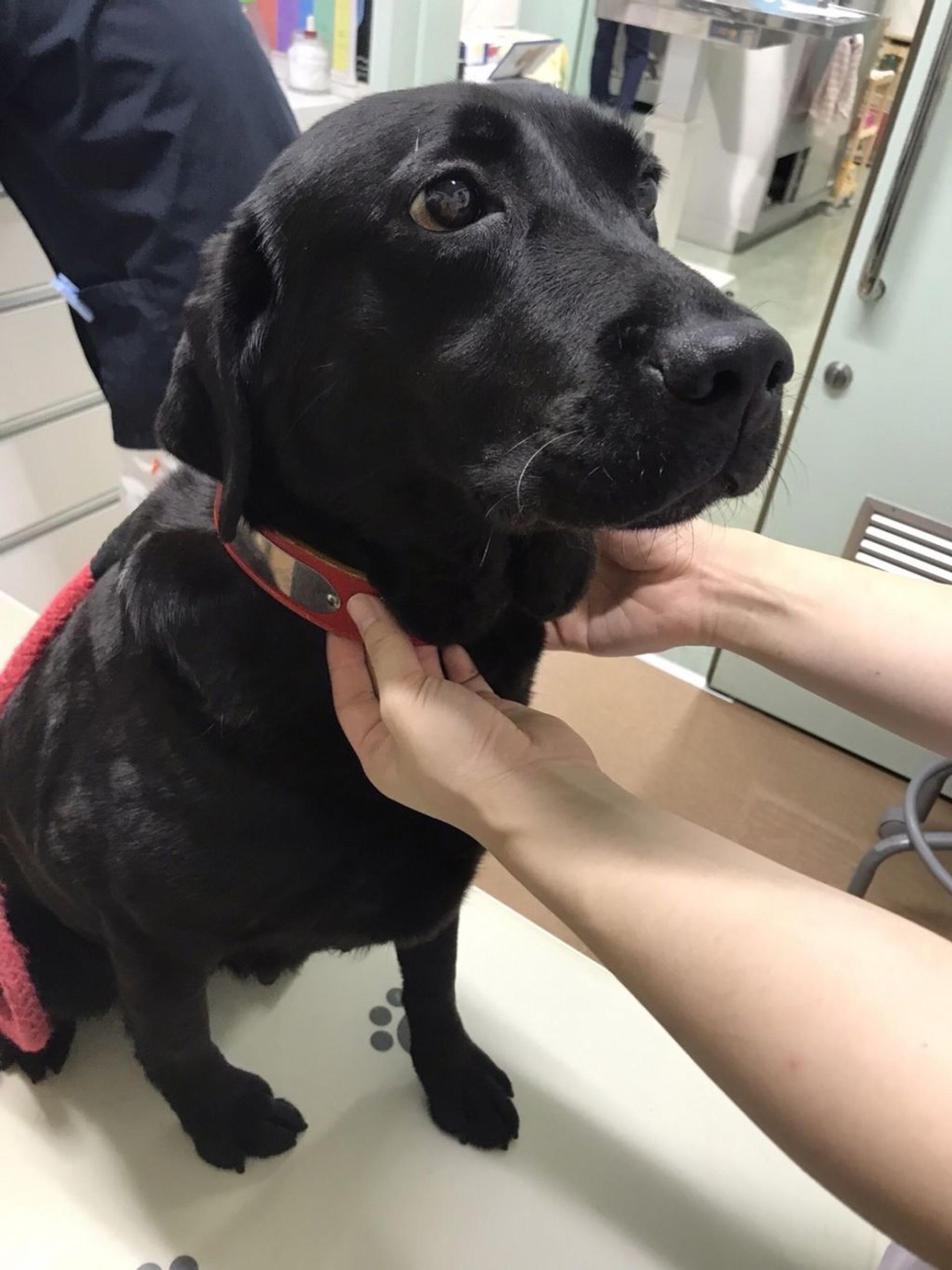 pet-image-4