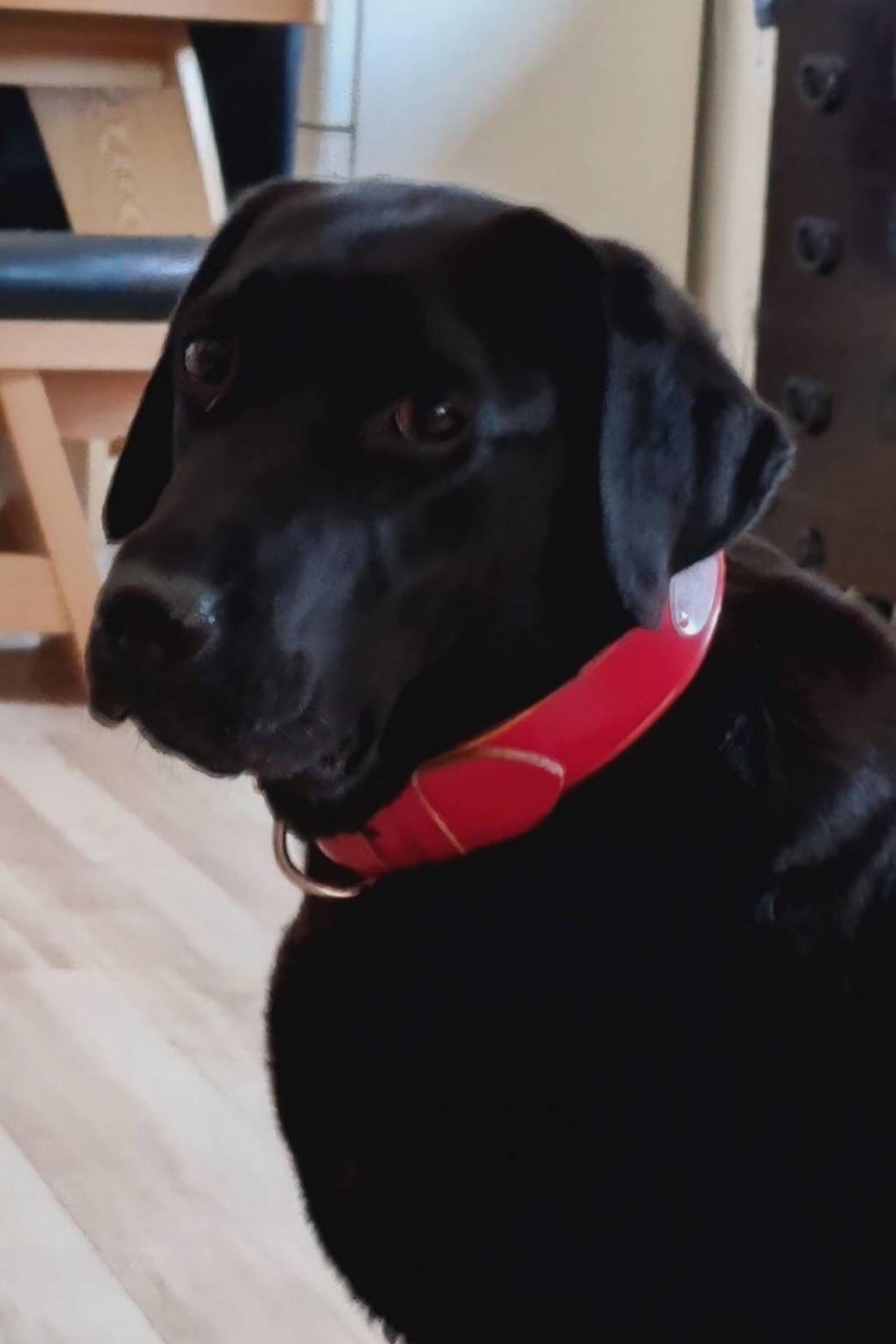 pet-image-3