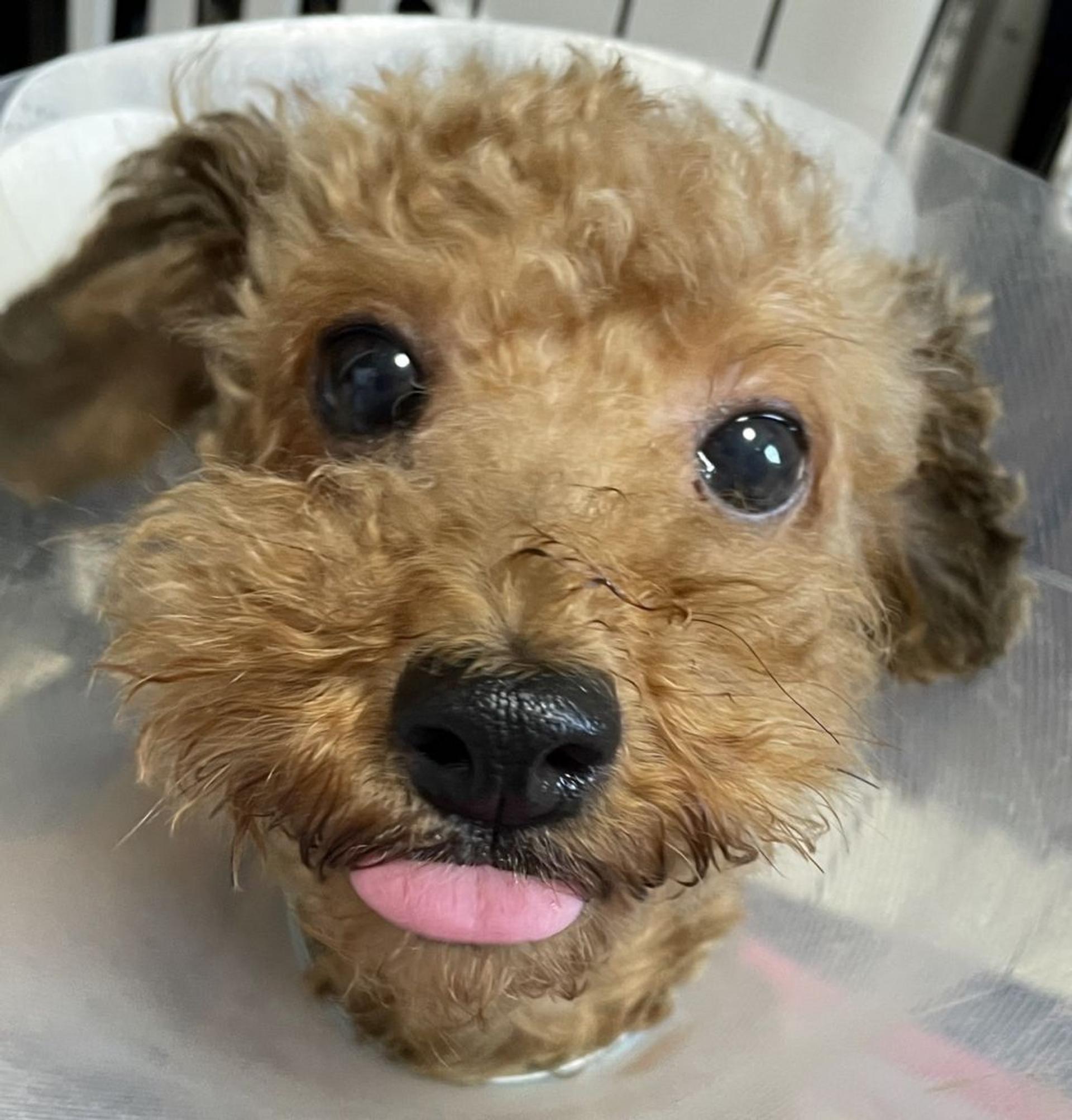 pet-image-5