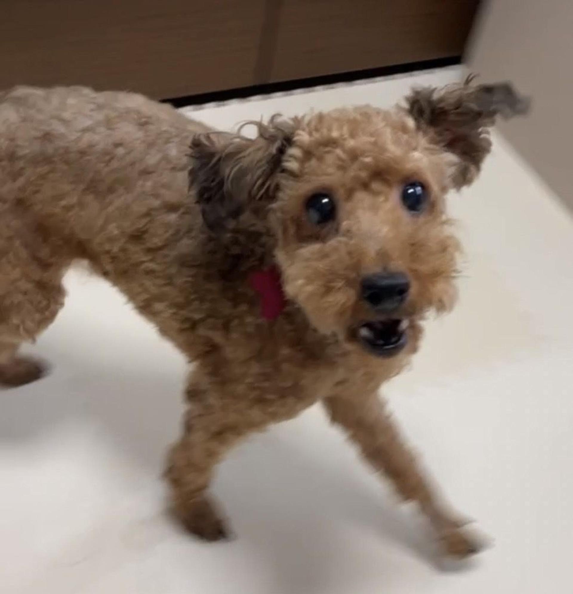 pet-image-6