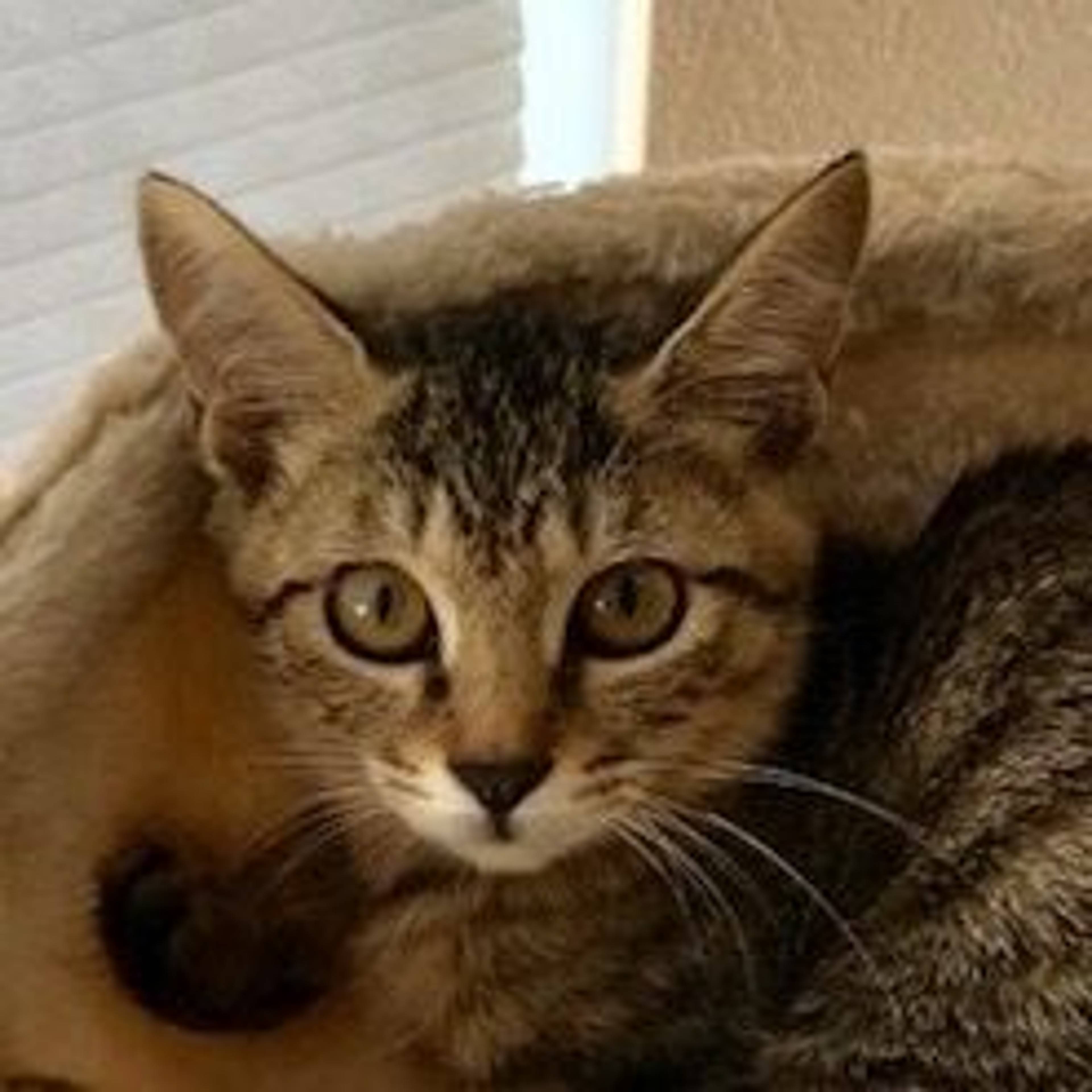 雑種（ミックス猫）・メスの里親募集の写真