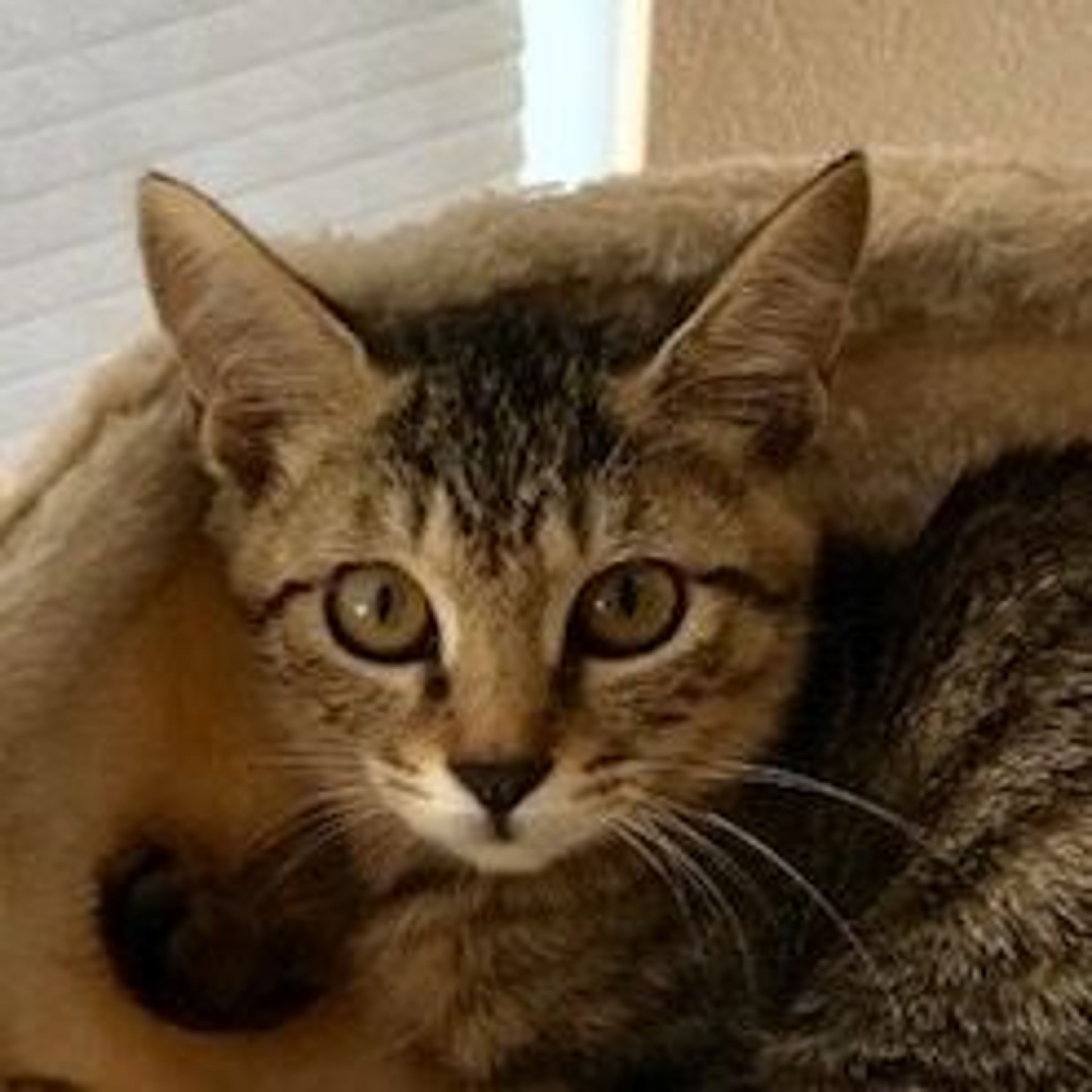 雑種（ミックス猫）・メスの里親募集の写真
