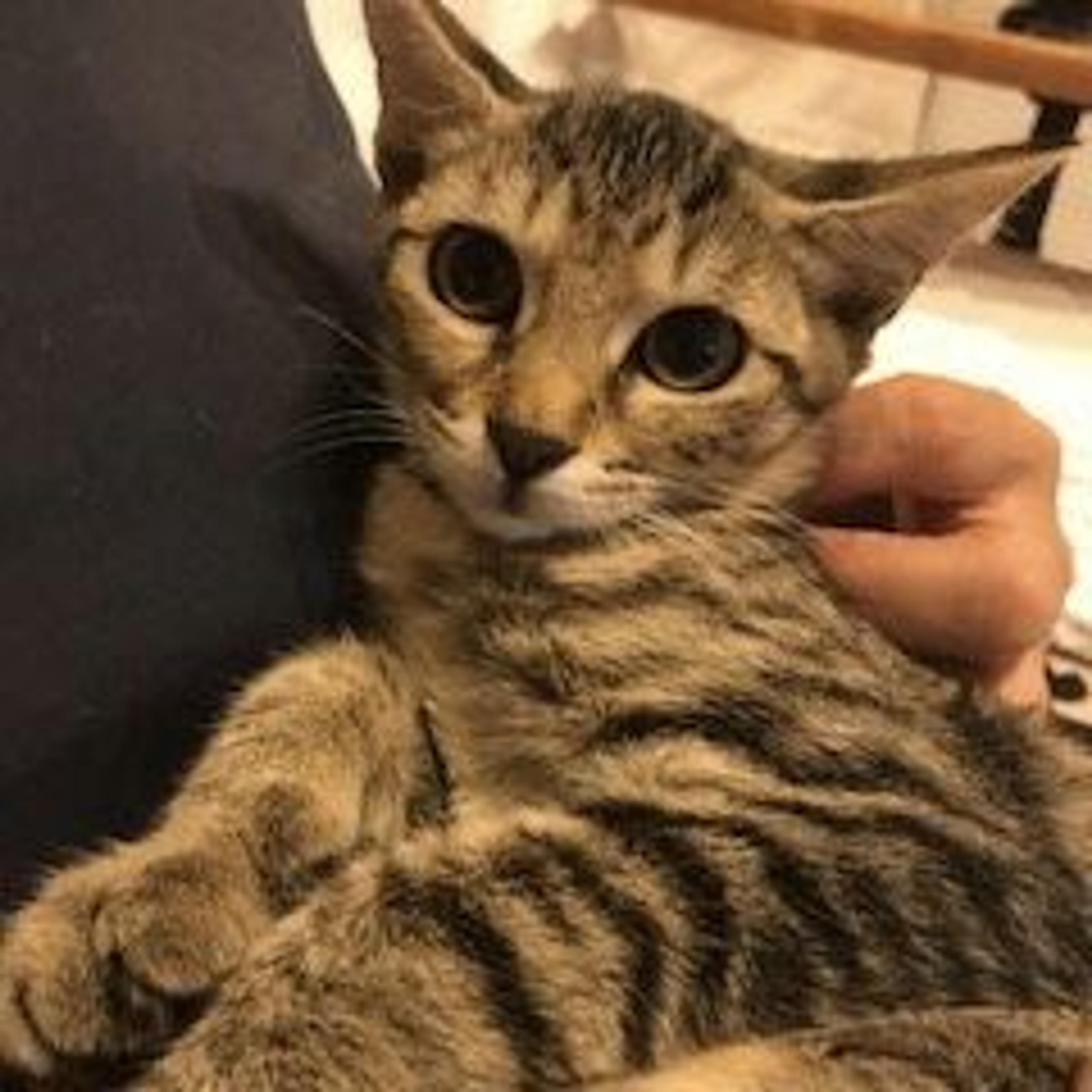 pet-image-2