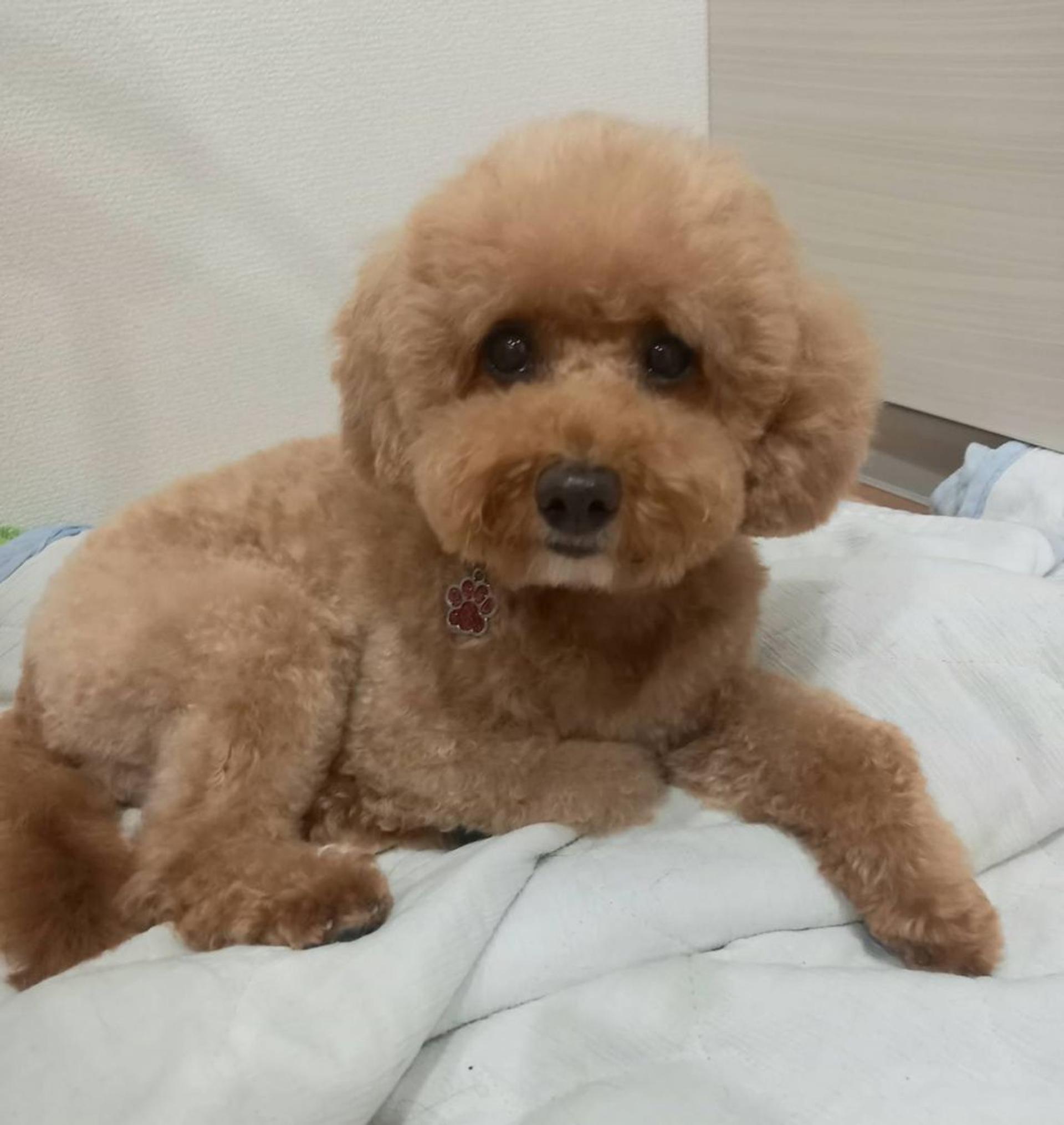 pet-image-3