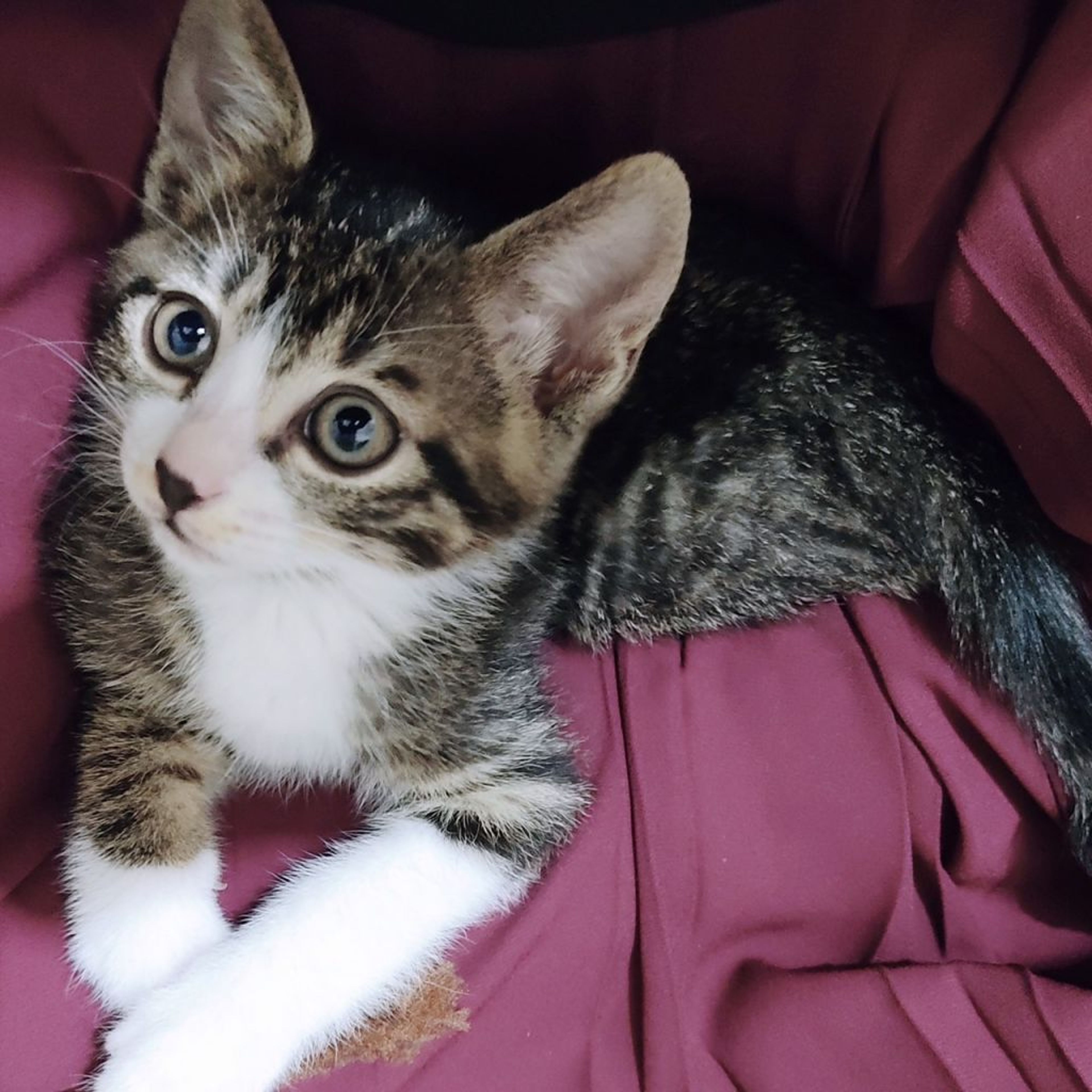 pet-image-2