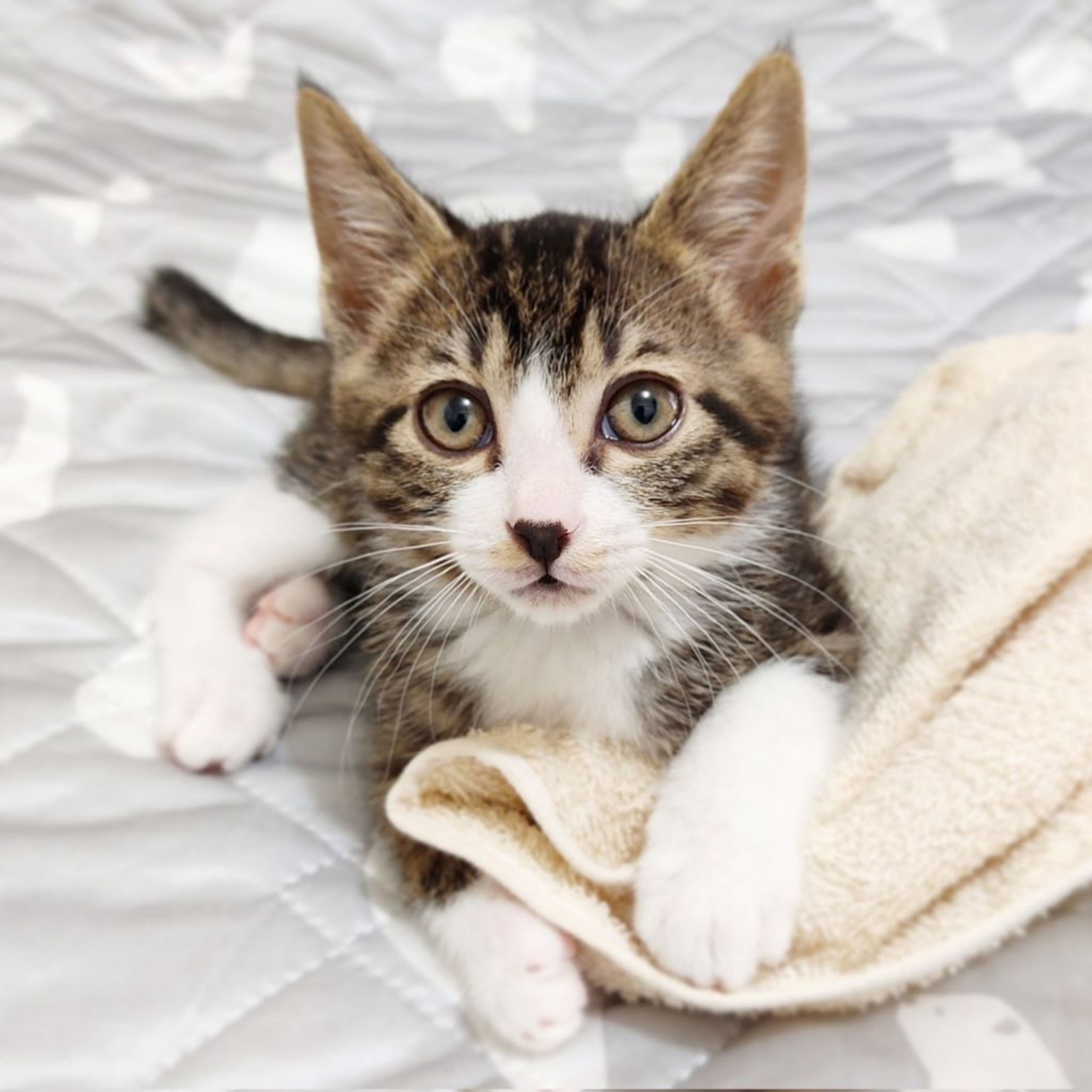 pet-image-3
