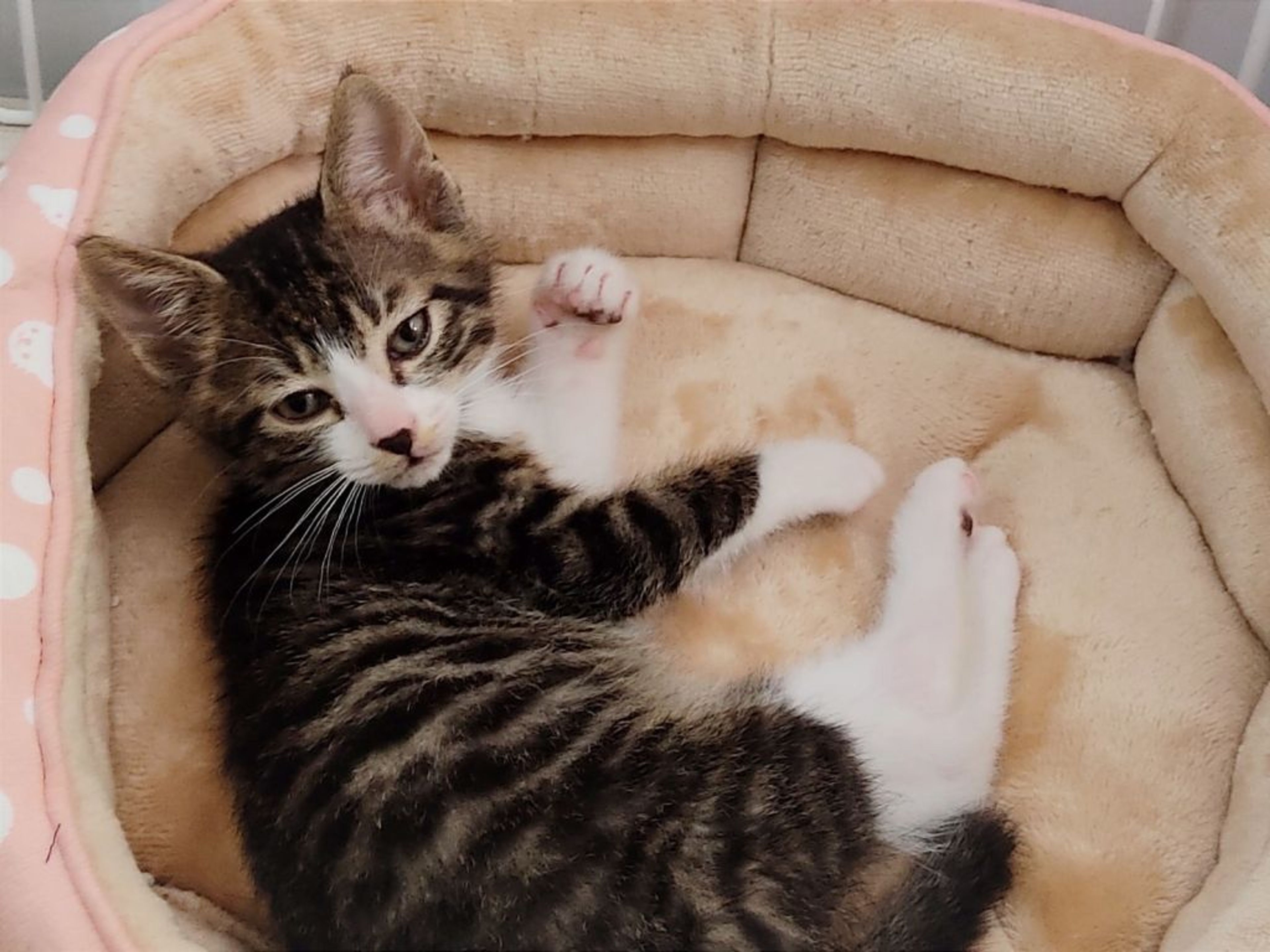 pet-image-4